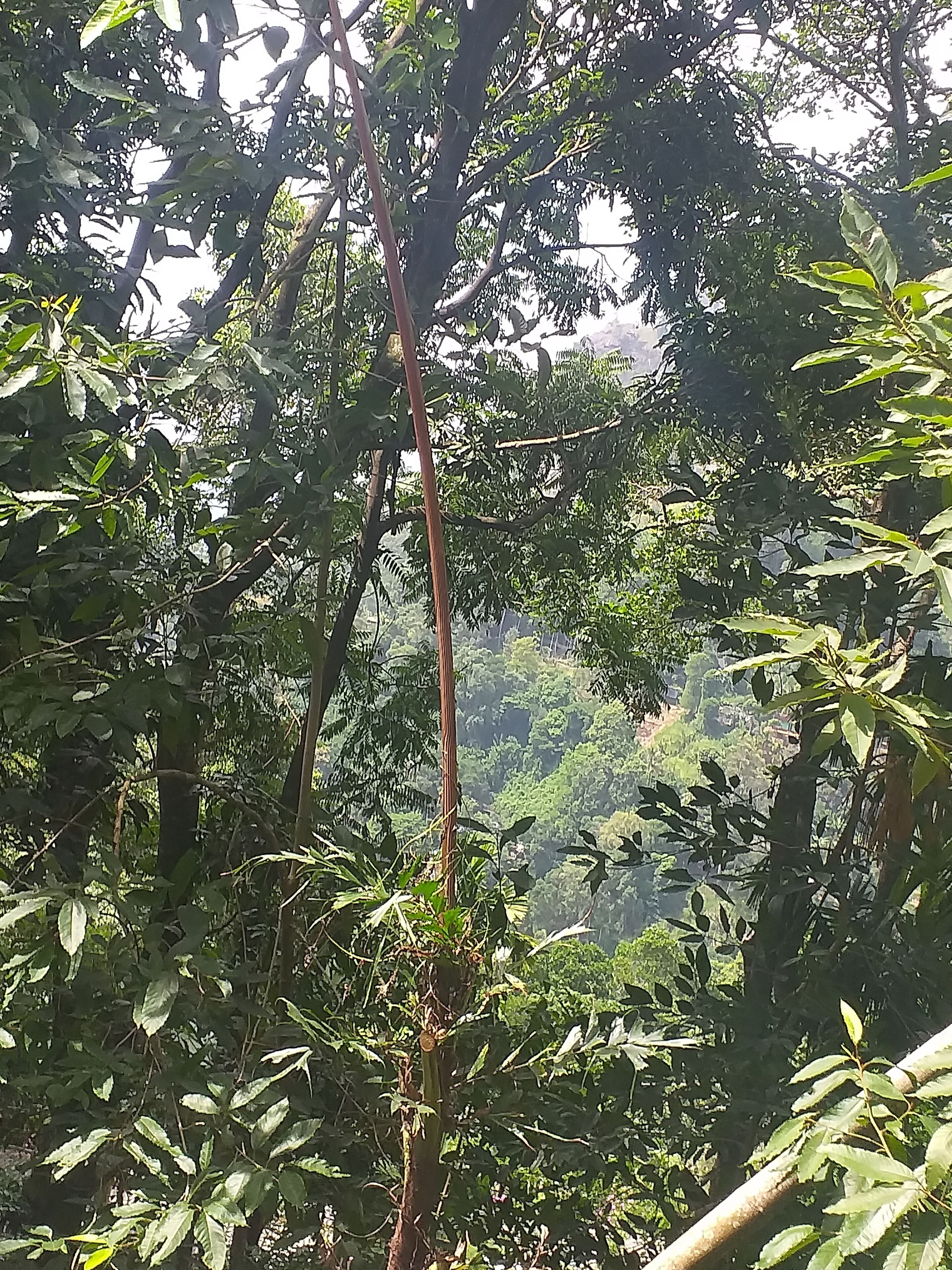 Ella Nature Nest