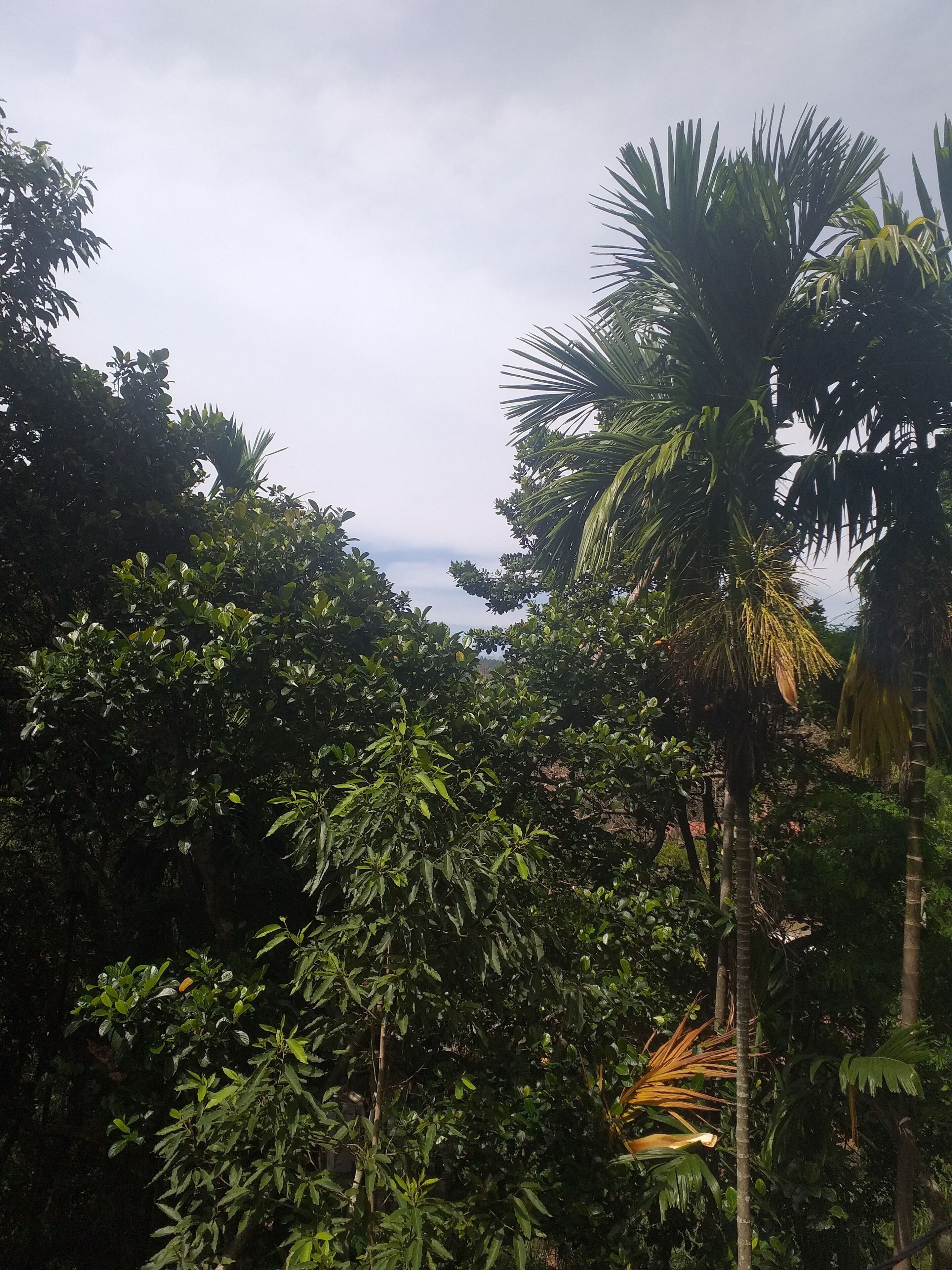 Ella Nature Nest