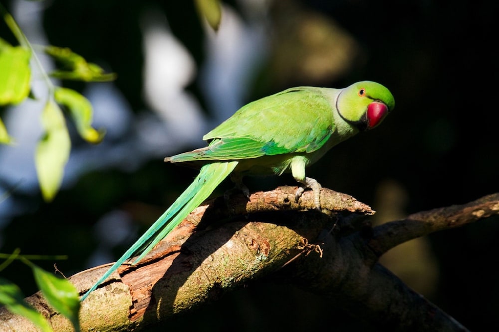 Samadhi Nature Resort