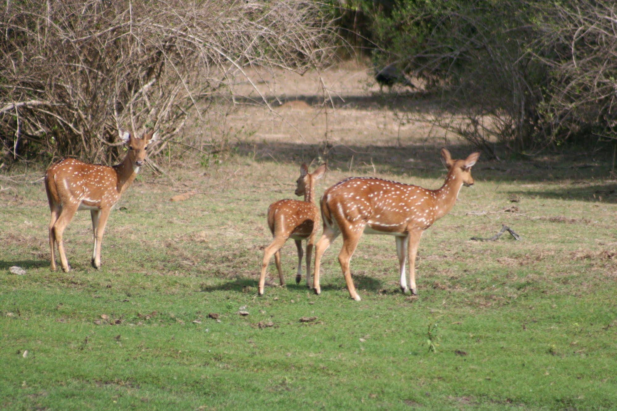 Mahoora Tented Safari Camp - Bundala
