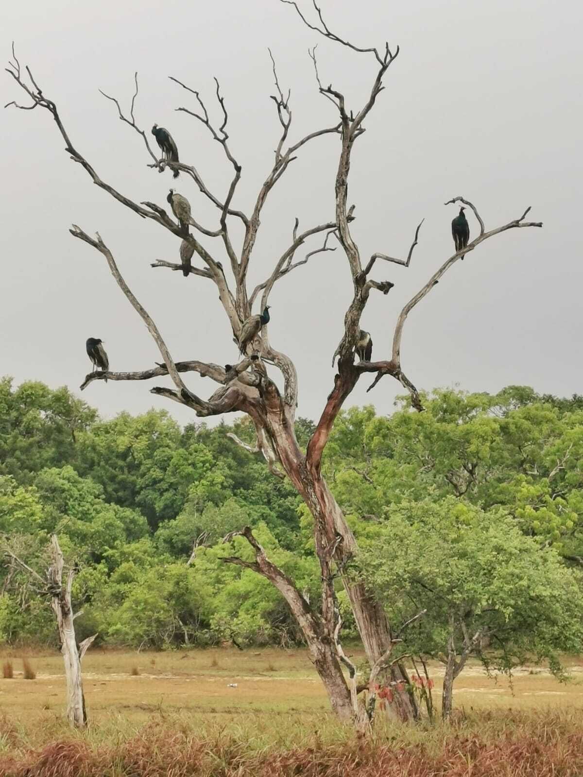 Seth Dev Lagoon Chalets