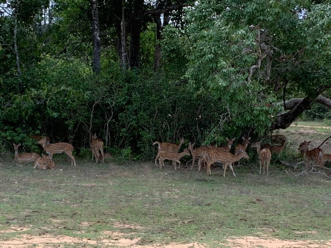 Seth Dev Lagoon Chalets