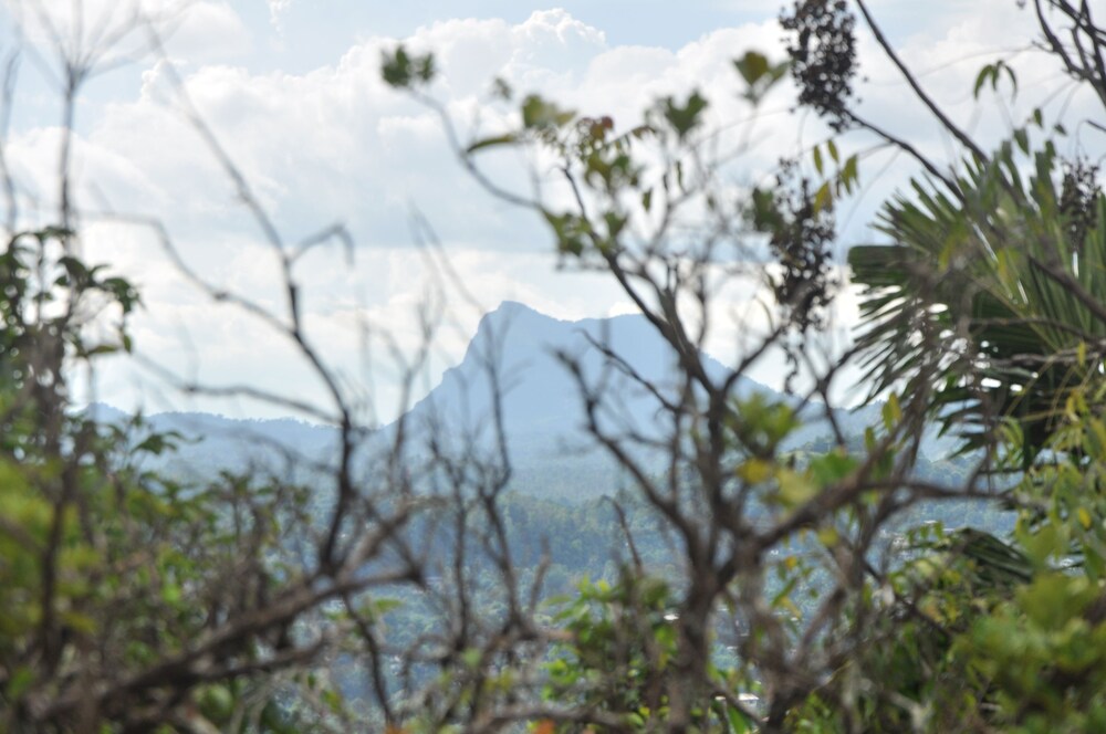 Springhill Homestay