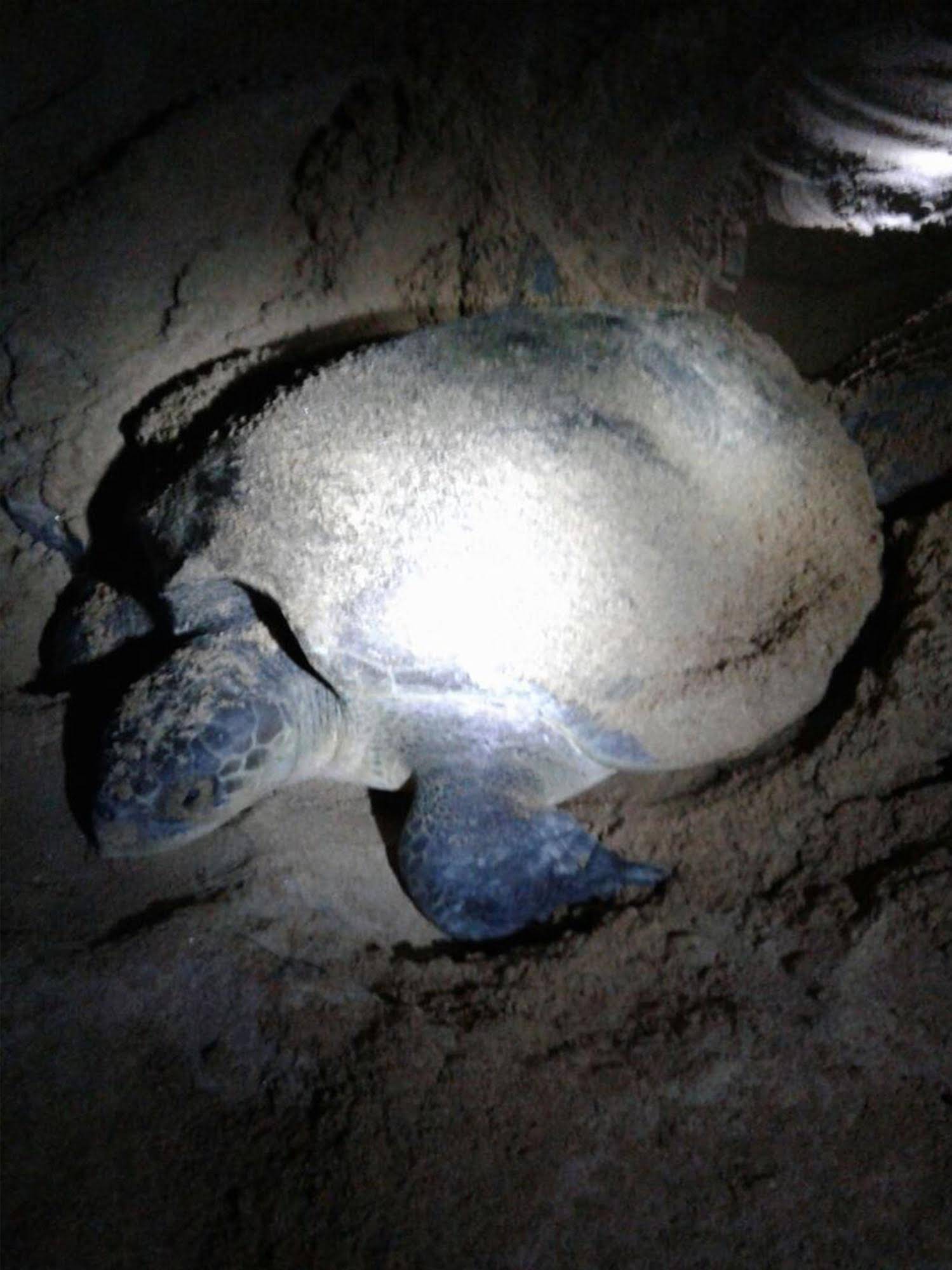 Green Turtle Villa