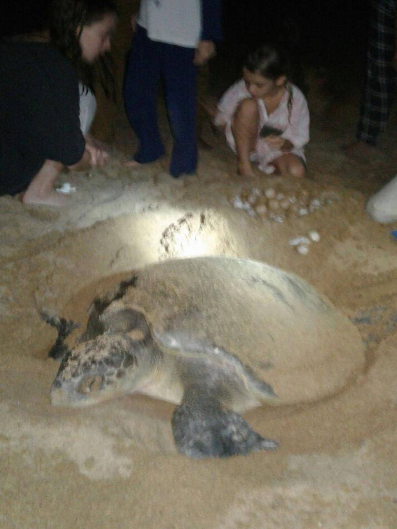 Green Turtle Villa