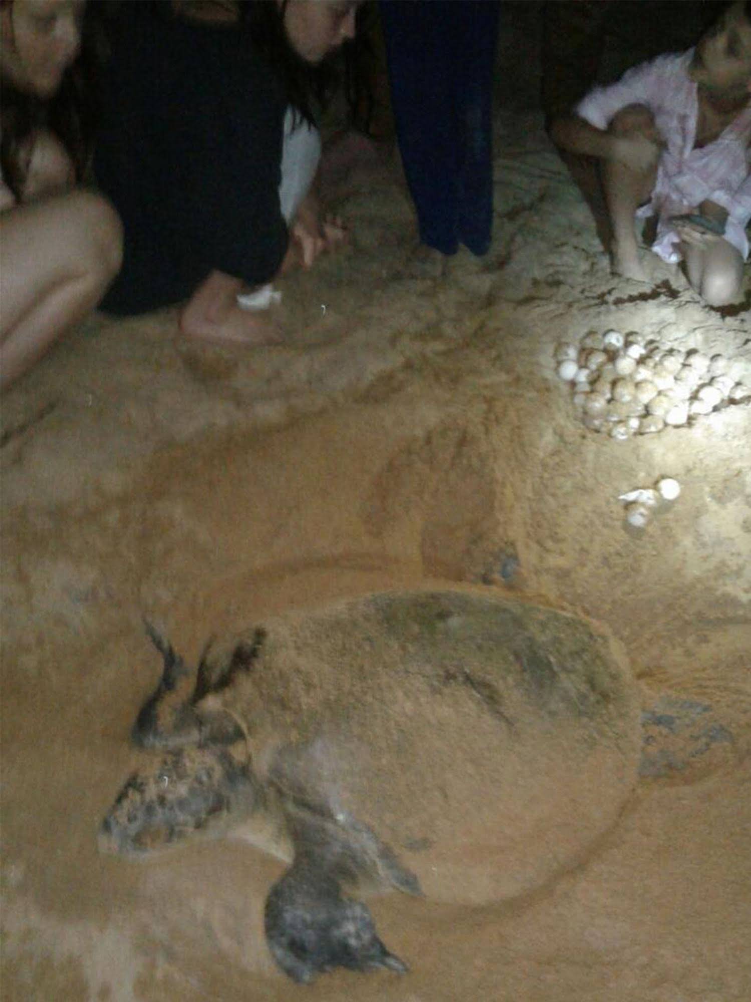 Green Turtle Villa