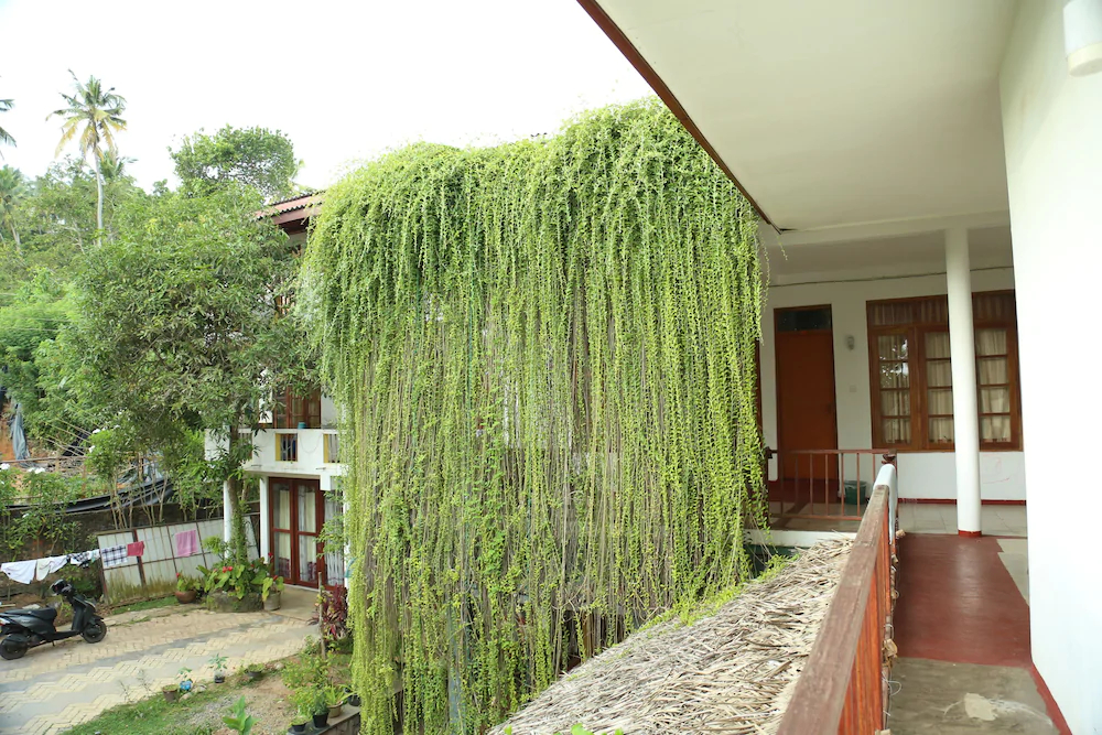 Mount Garden Guest House