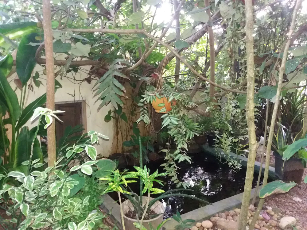 Peacock Wings Guest House