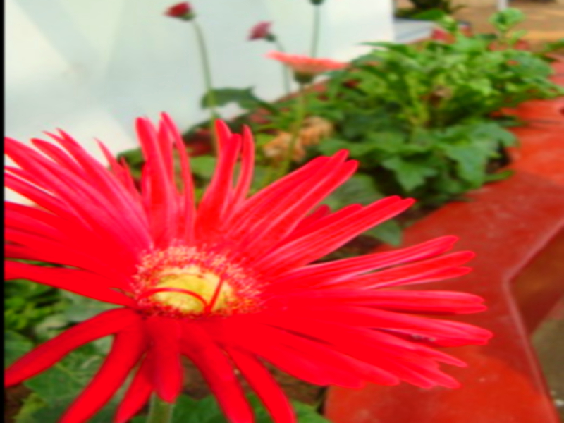 Hamilton House Negombo