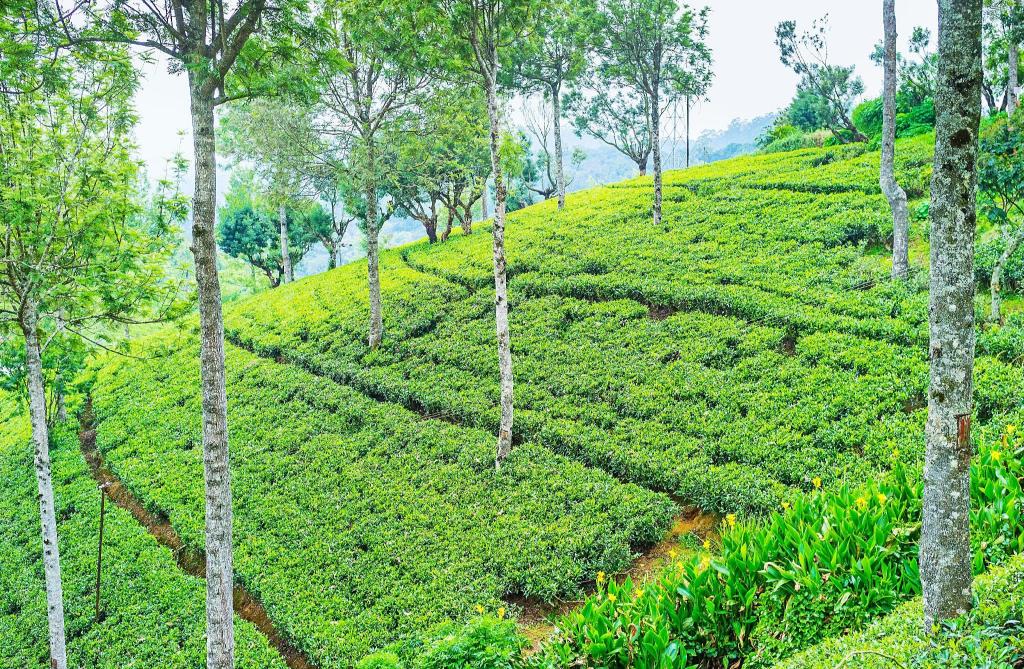 Heritance Tea Factory