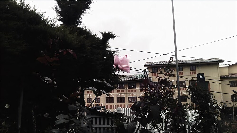 Maggies Cottage Nuwaraeliya