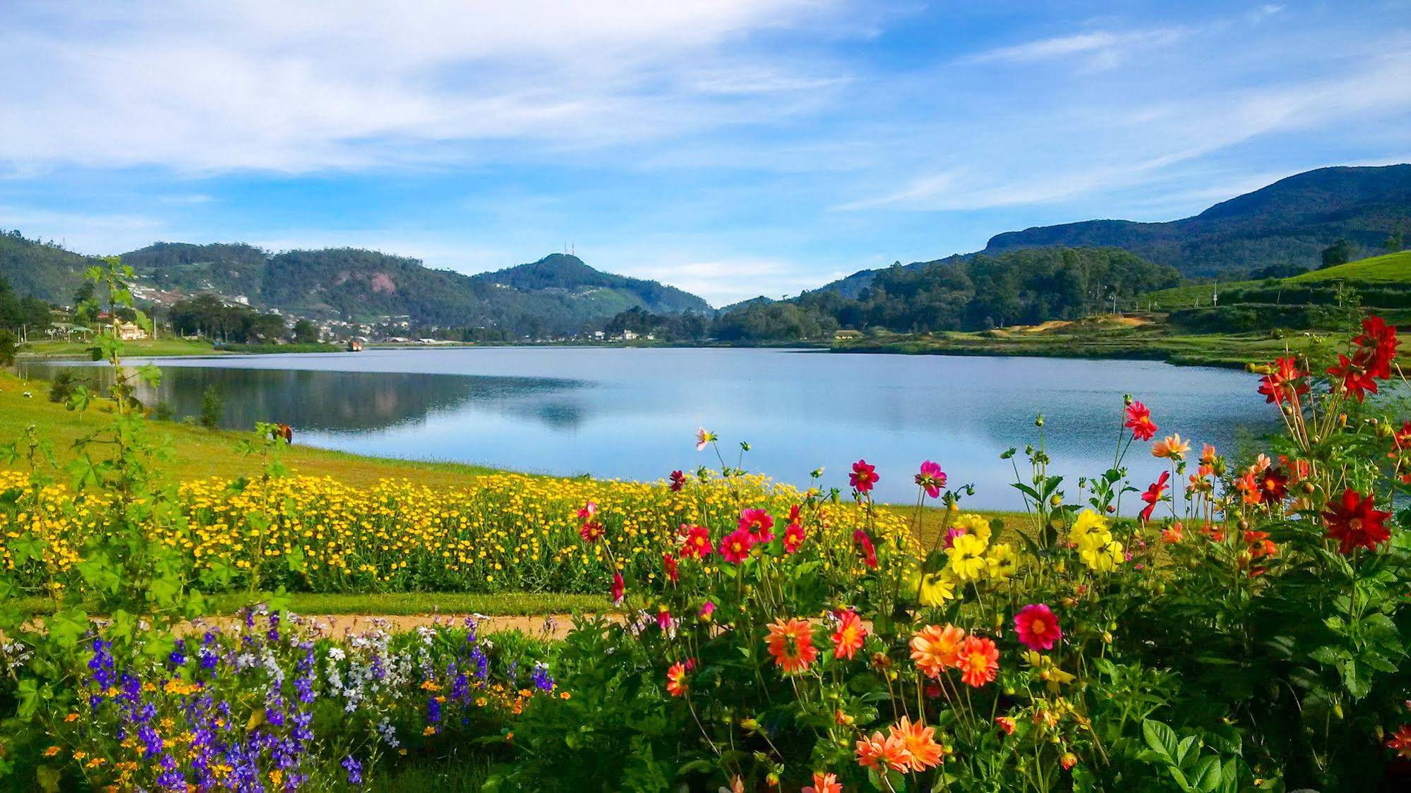 The Tea Garden