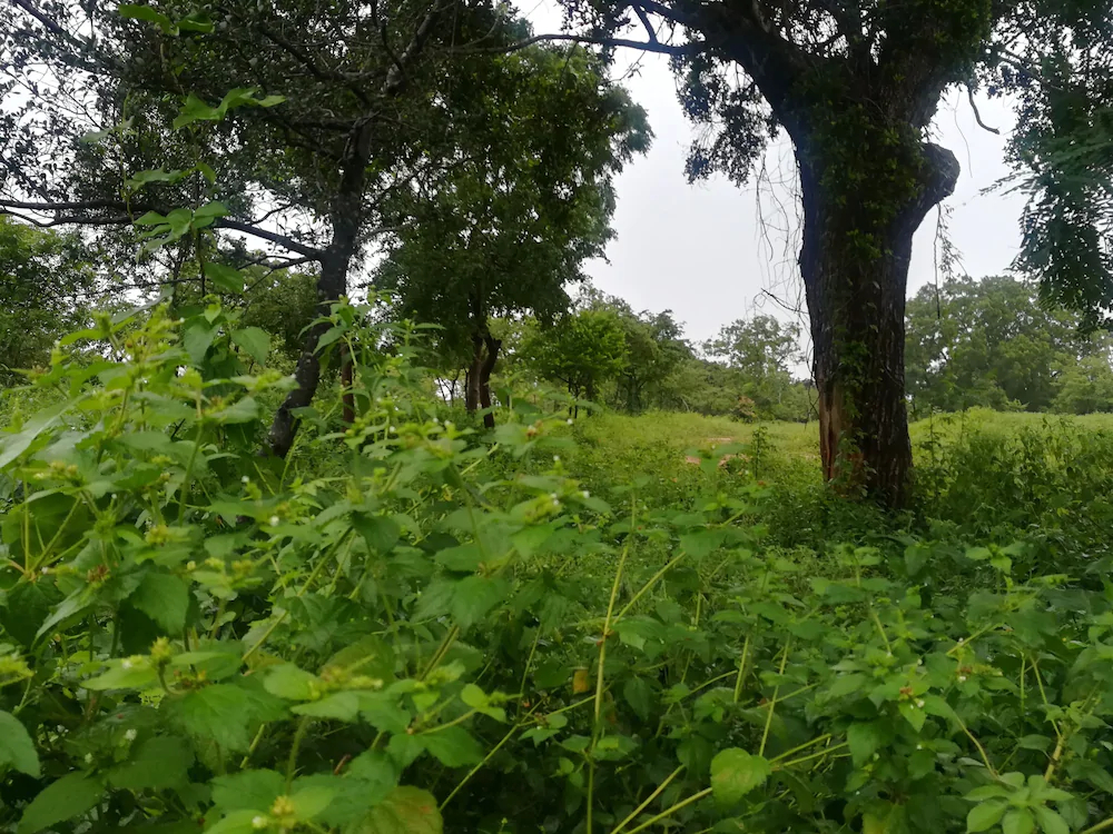 Wild Eco Safari