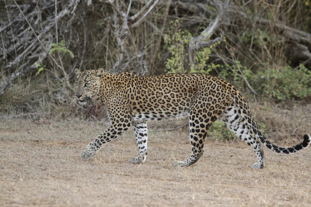 Wild Eco Safari