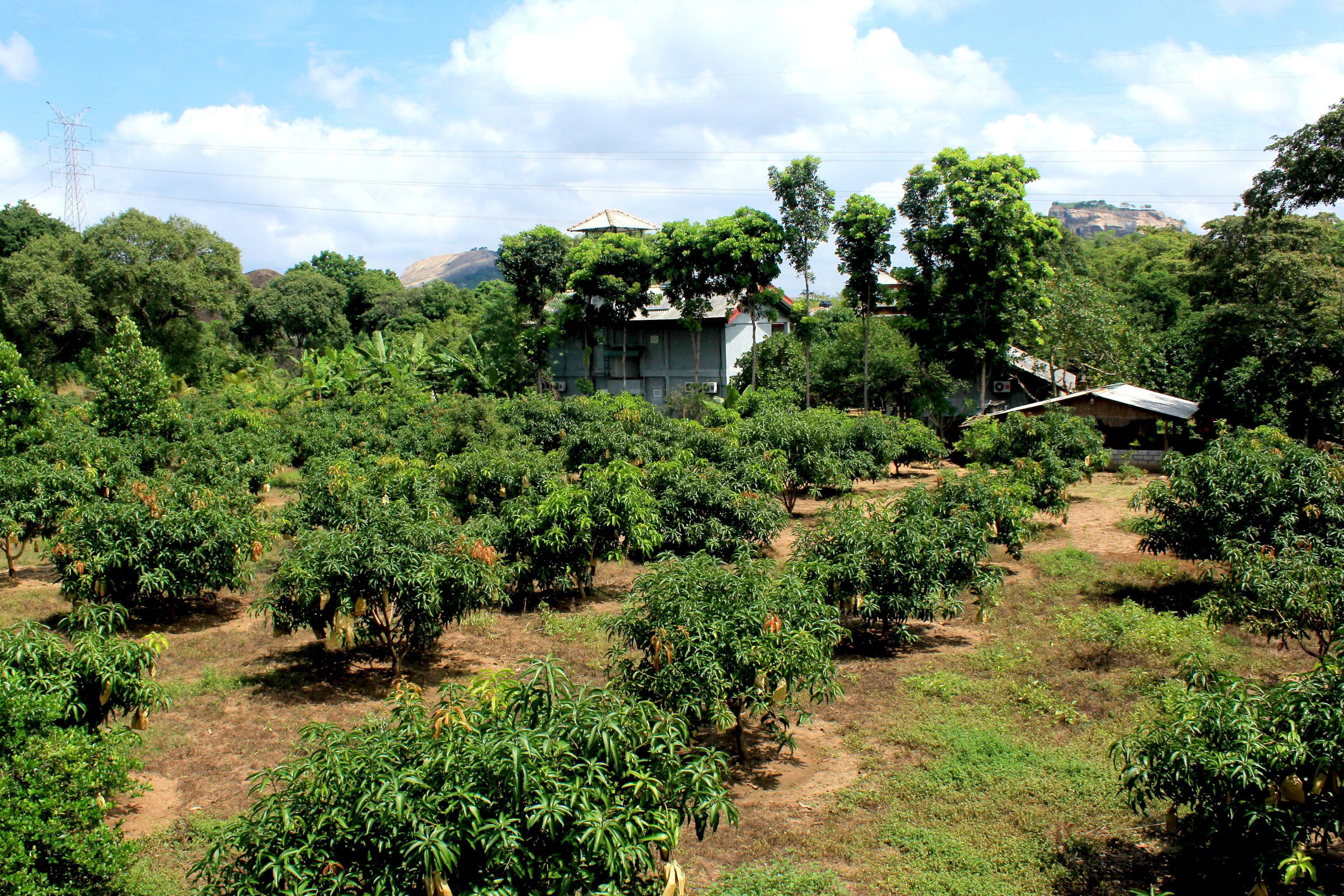 Green Hut Hotel & Restaurant