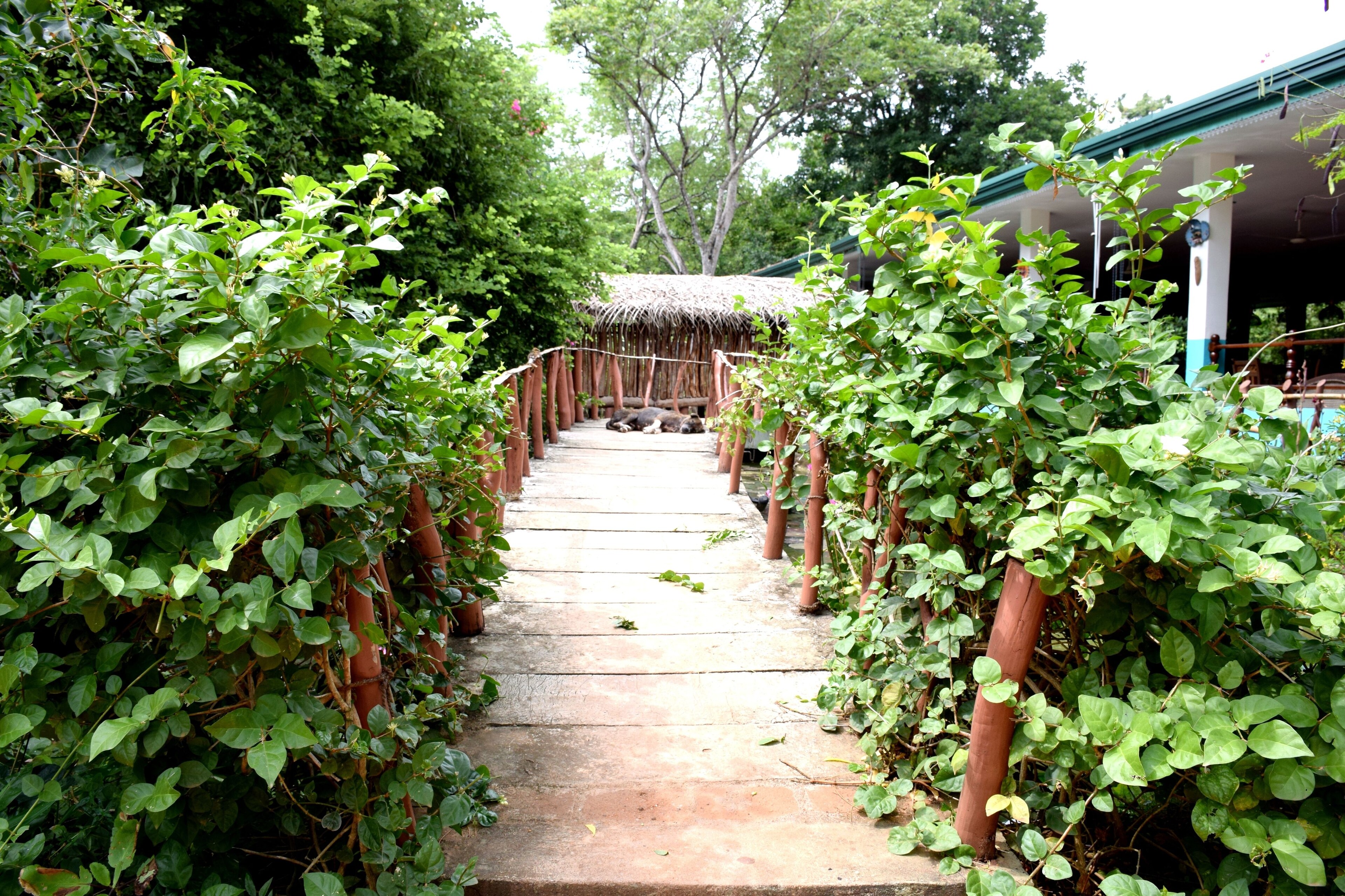 Hungry Lion Resort and Restaurant