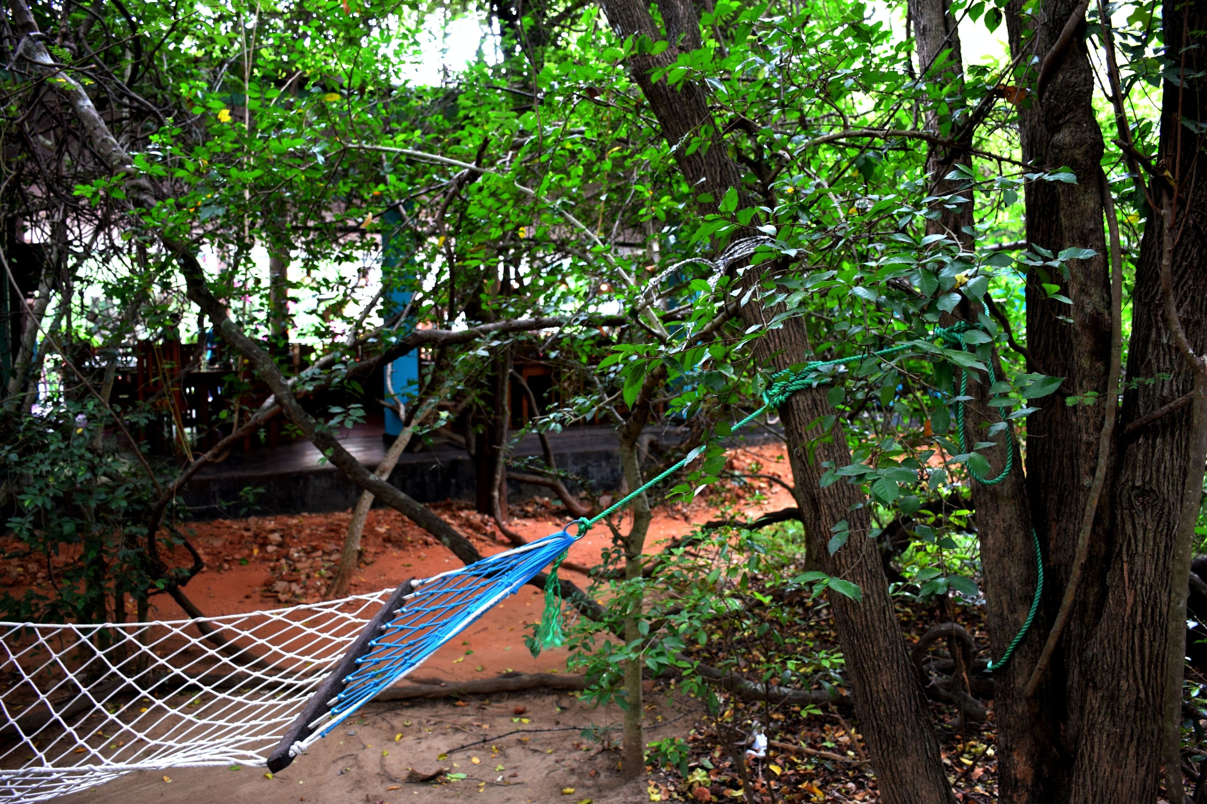 Hungry Lion Resort and Restaurant