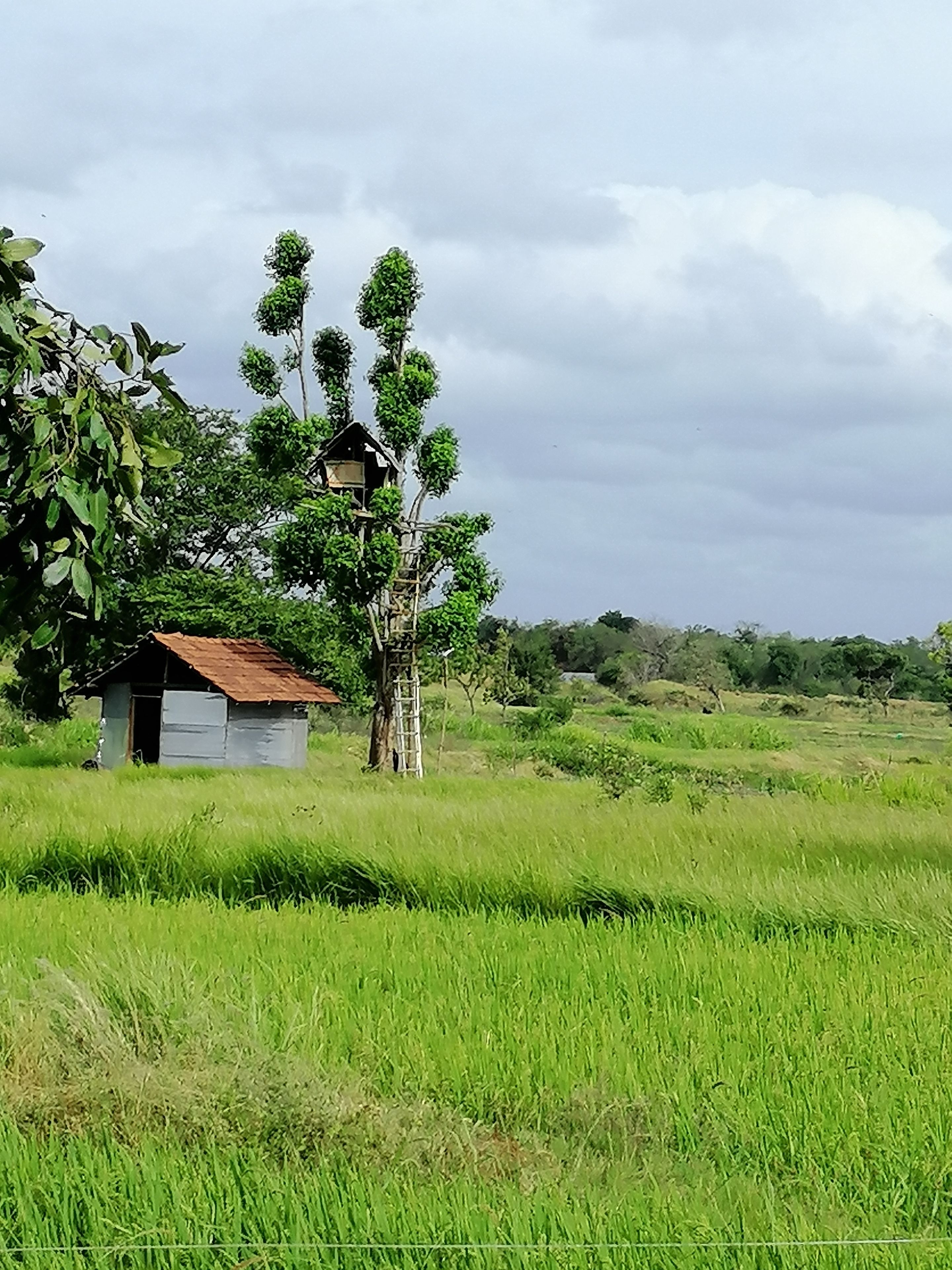 Organic Garden Sigiriya