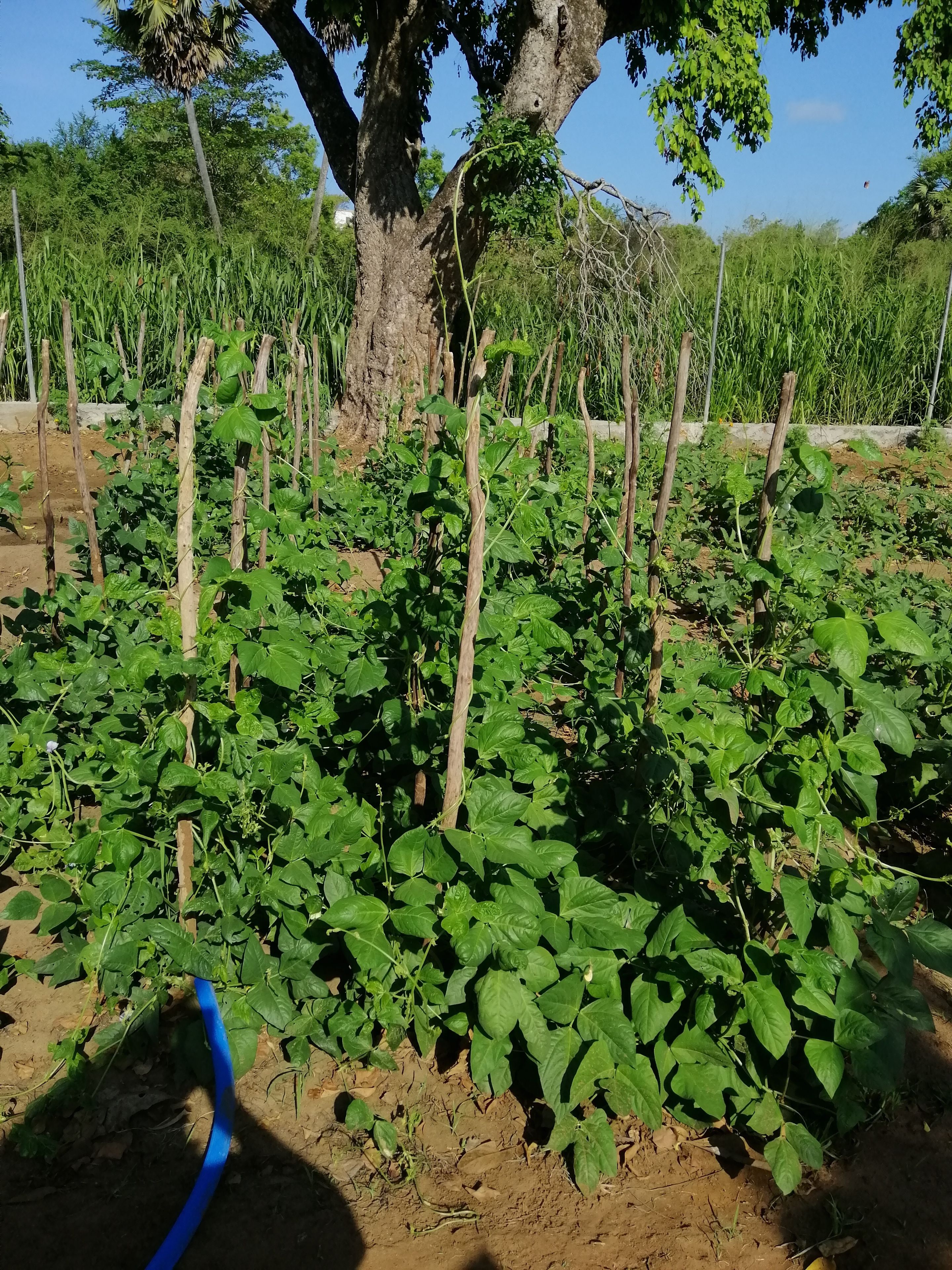 Organic Garden Sigiriya