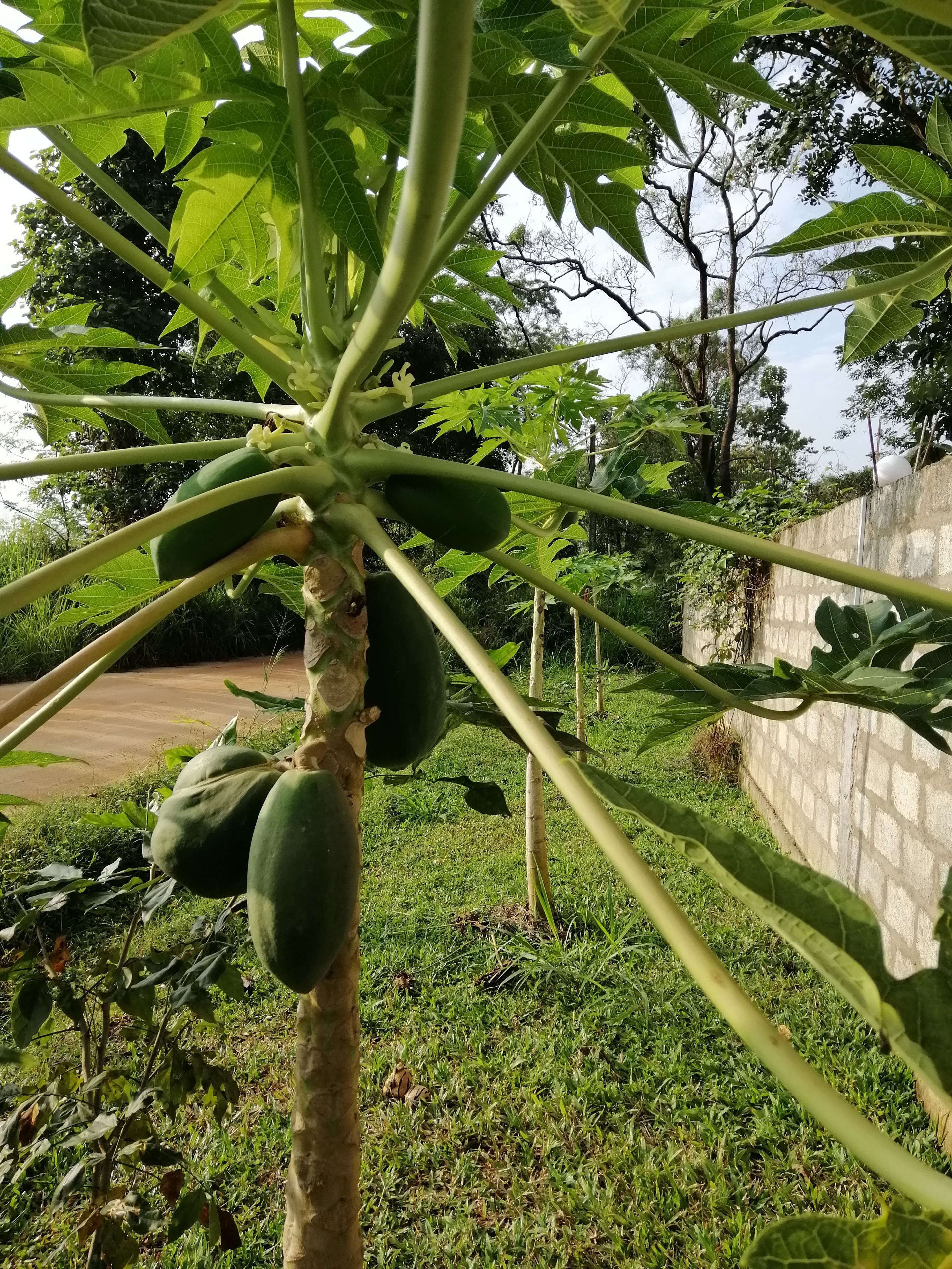 Organic Garden Sigiriya