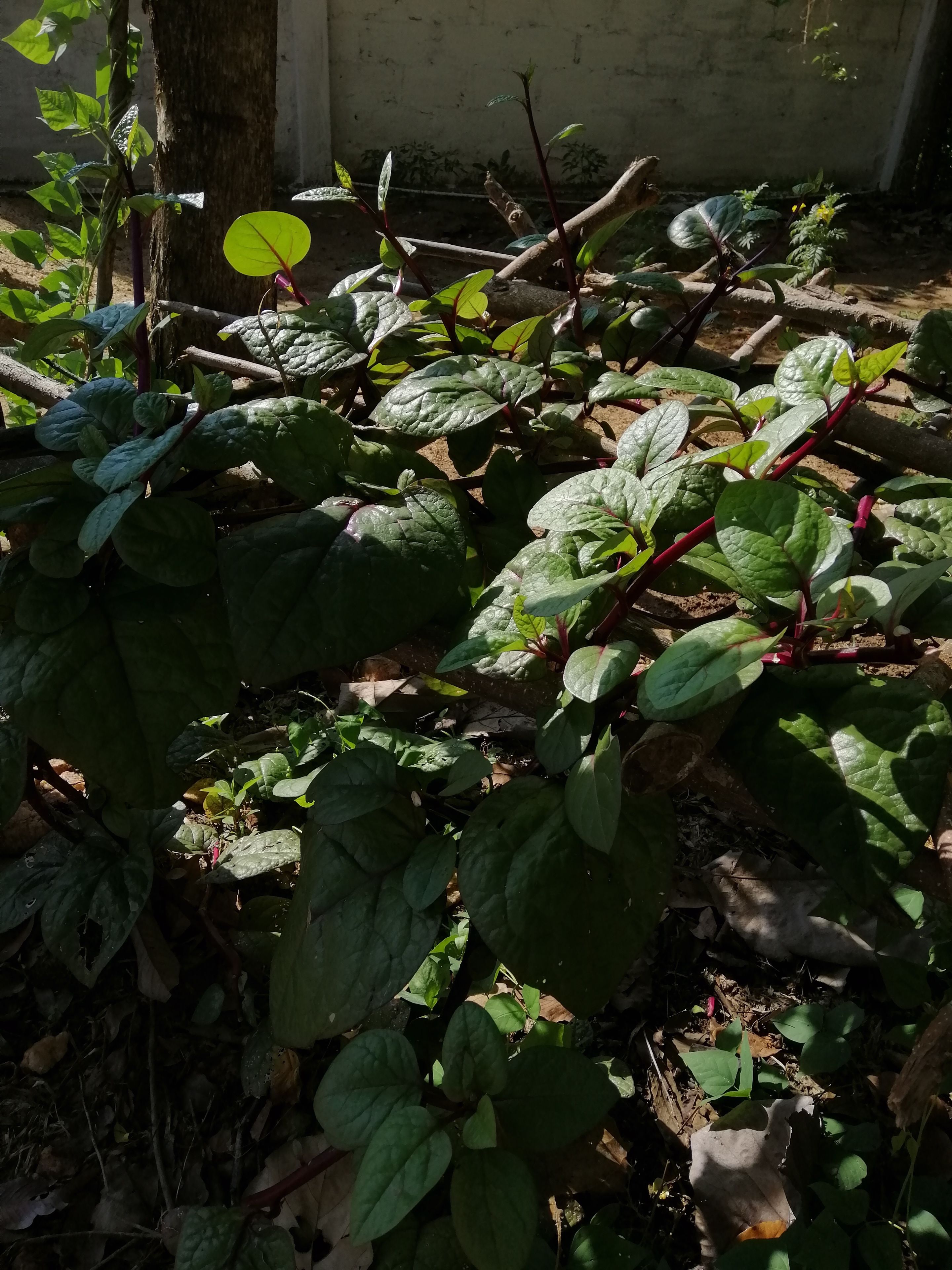 Organic Garden Sigiriya