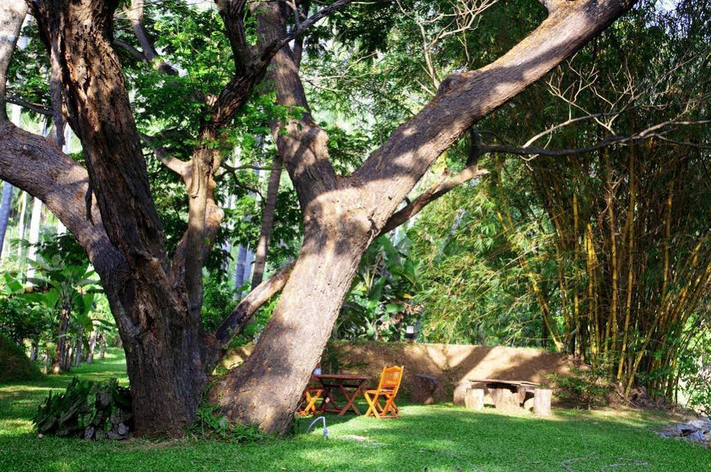 Raintree