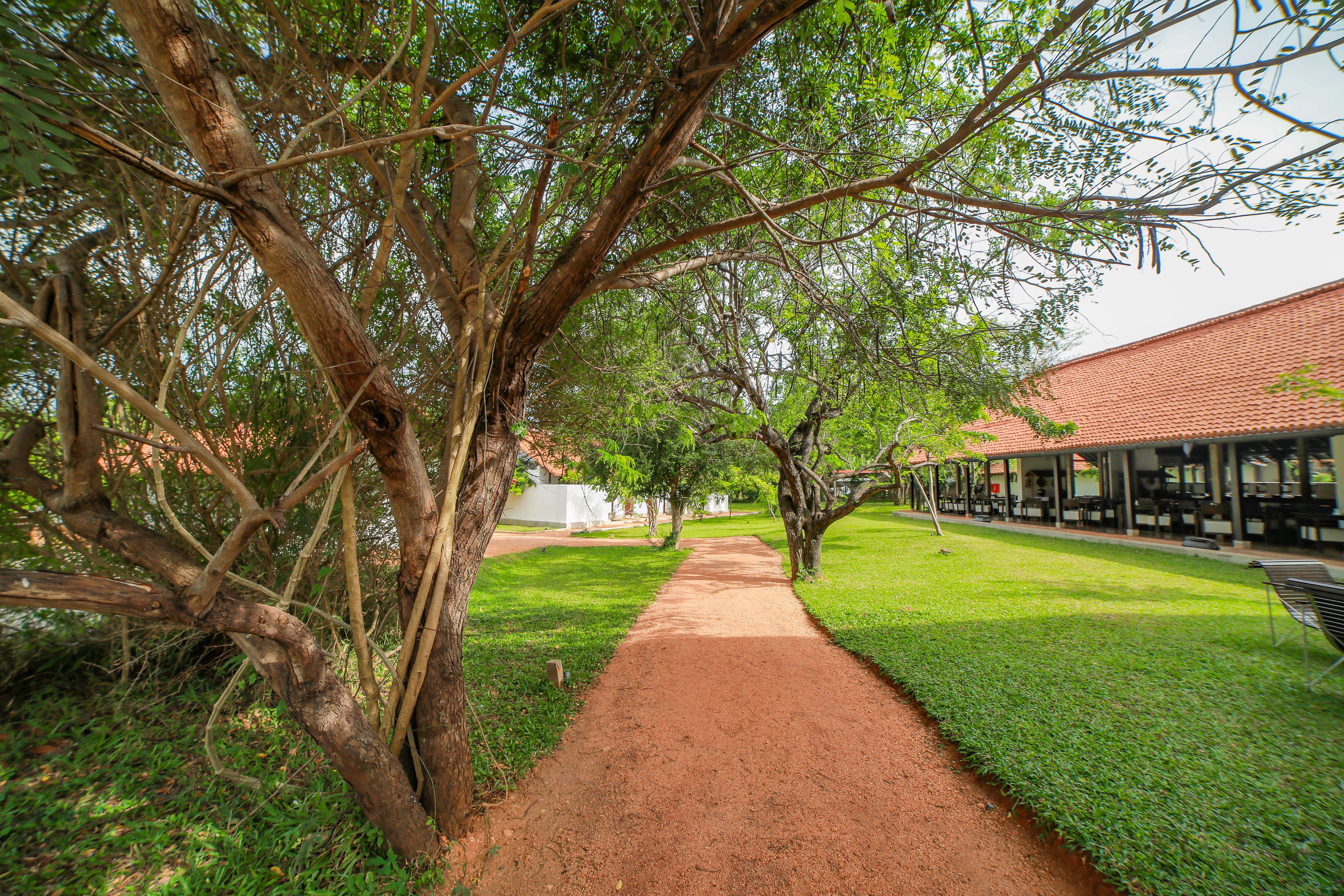 Sigiriya Jungles