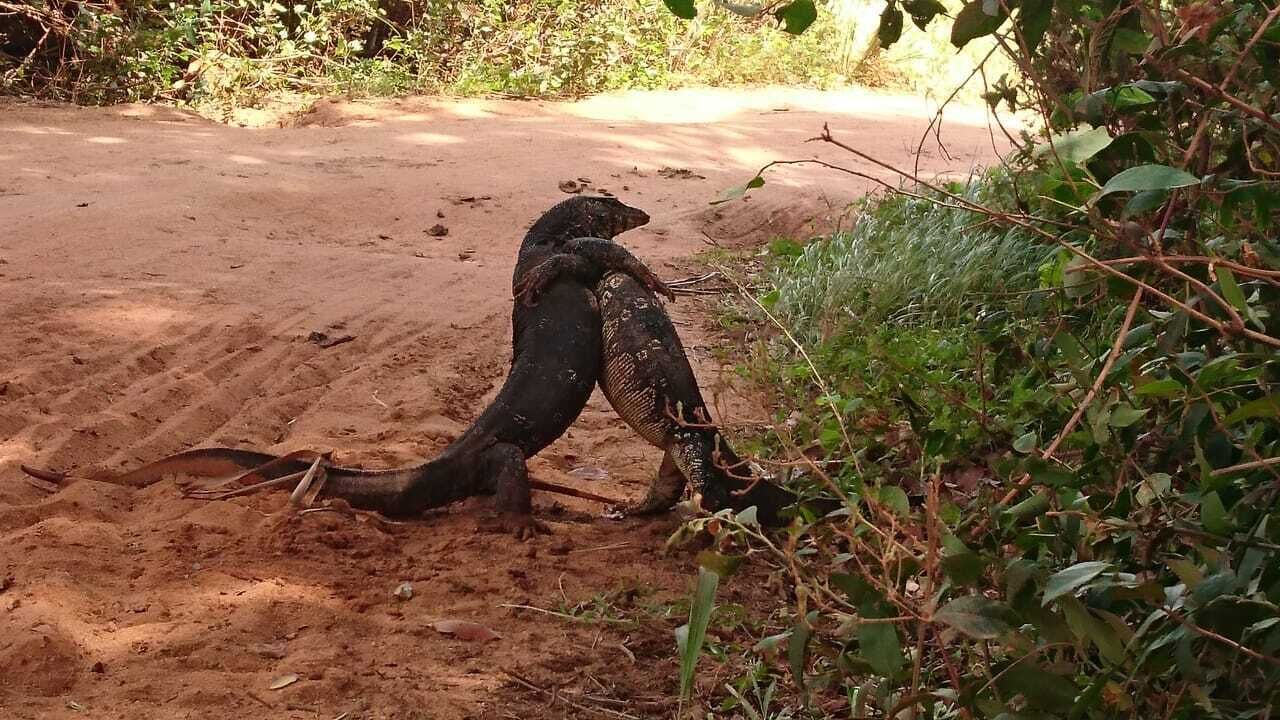 Tepraas Sigiriya