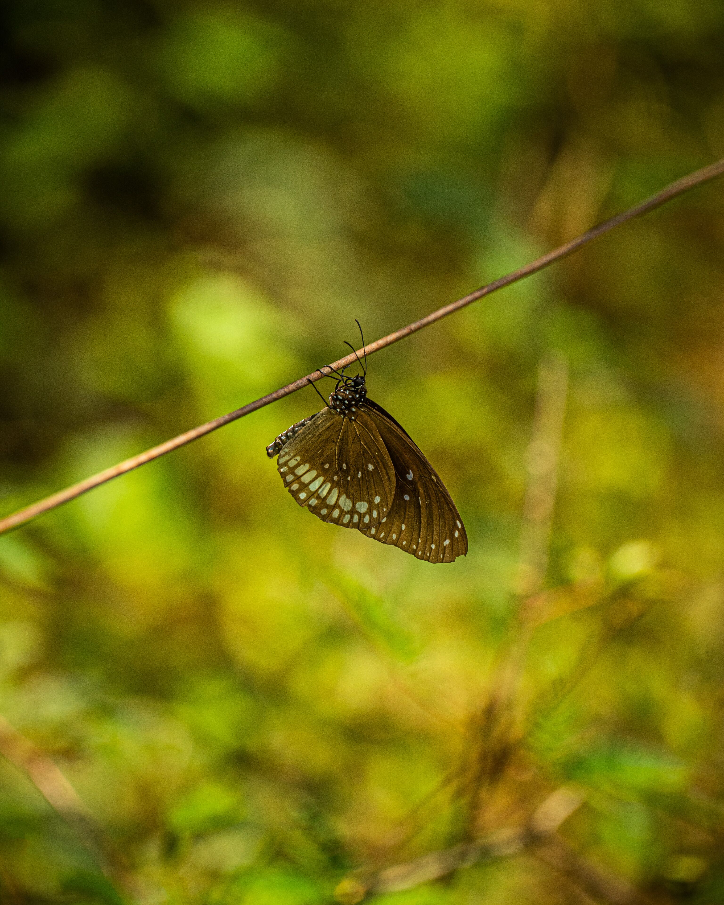 Leopard Reach Yala By Seven Angels