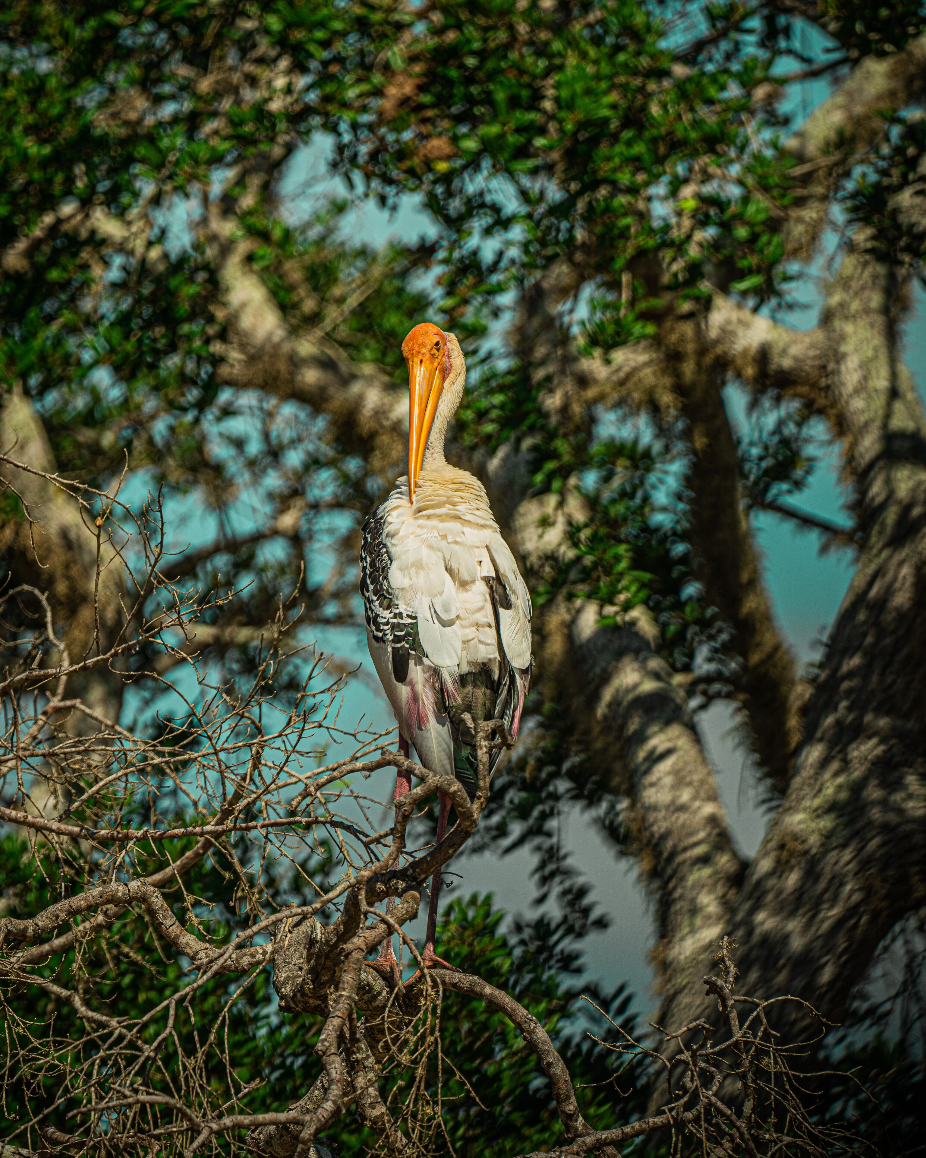 Leopard Reach Yala By Seven Angels