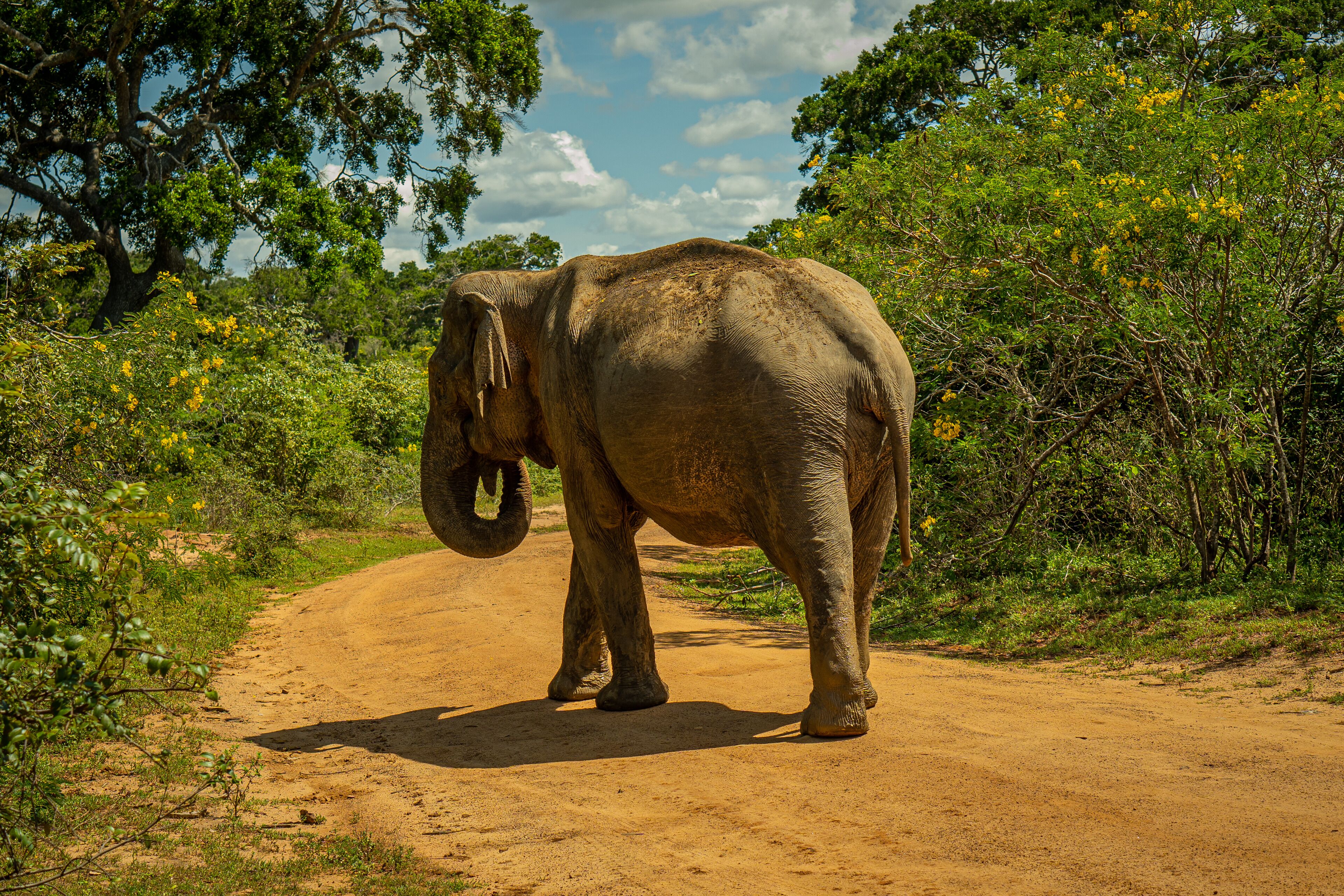 Leopard Reach Yala By Seven Angels