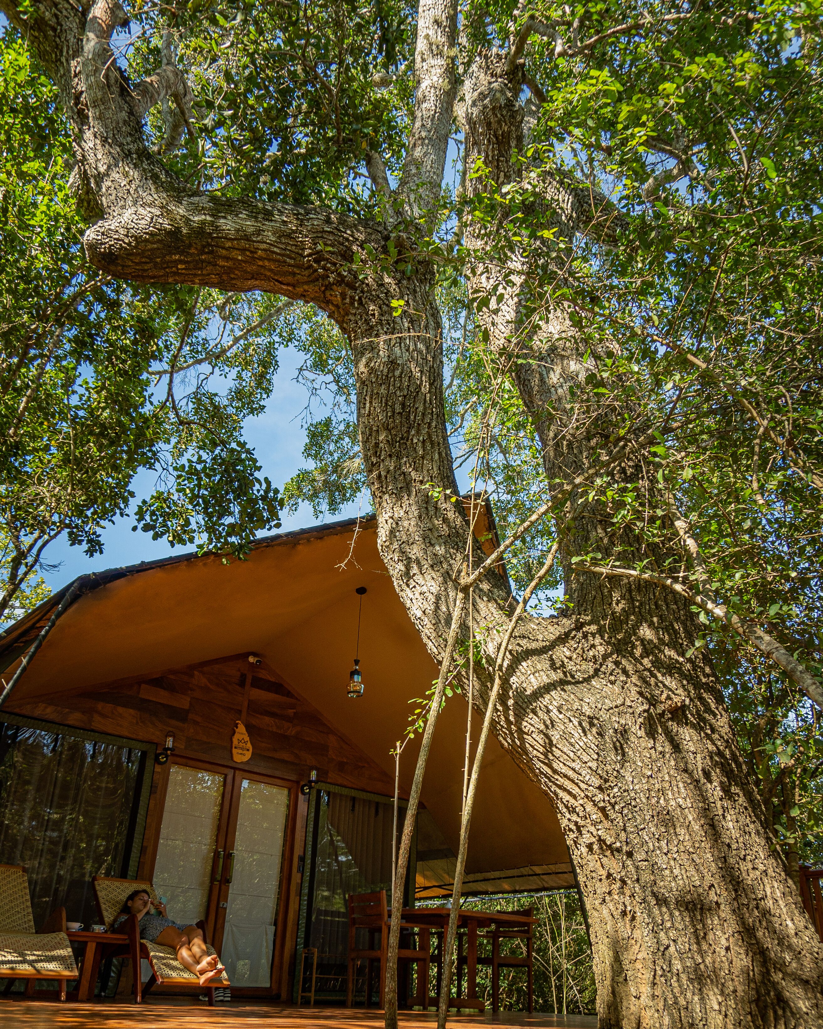 Leopard Reach Yala By Seven Angels