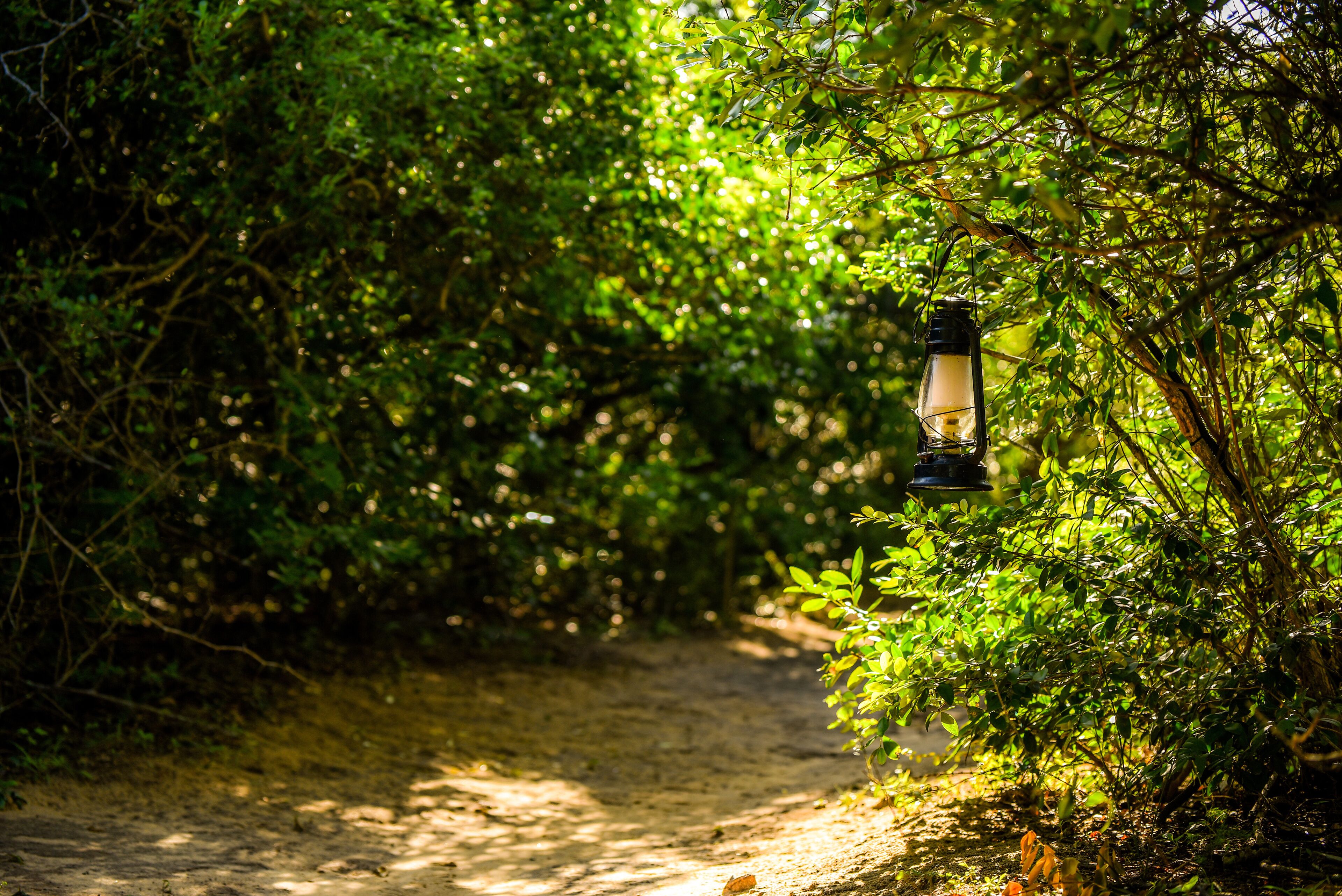 Leopard Reach Yala By Seven Angels