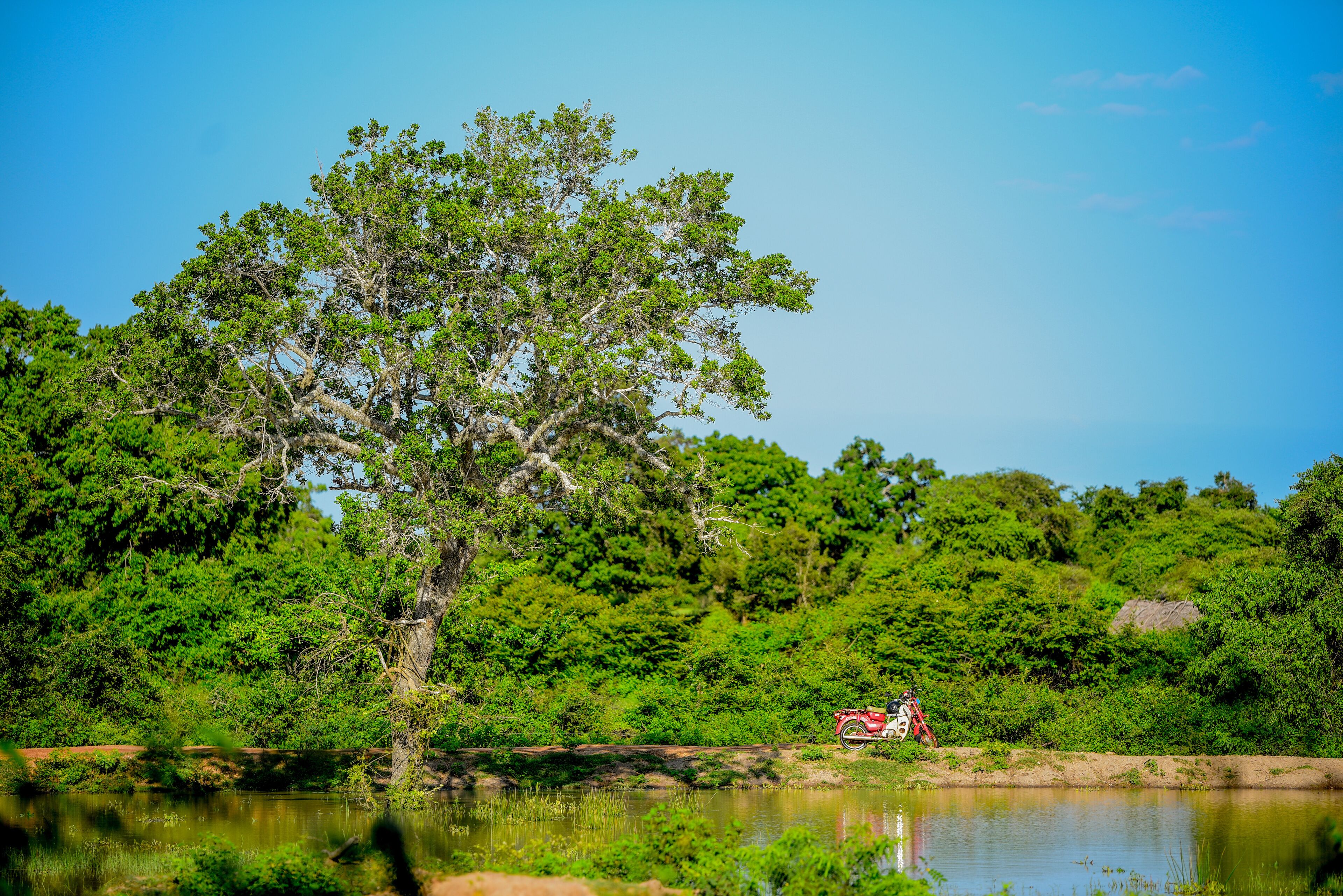 Leopard Reach Yala By Seven Angels