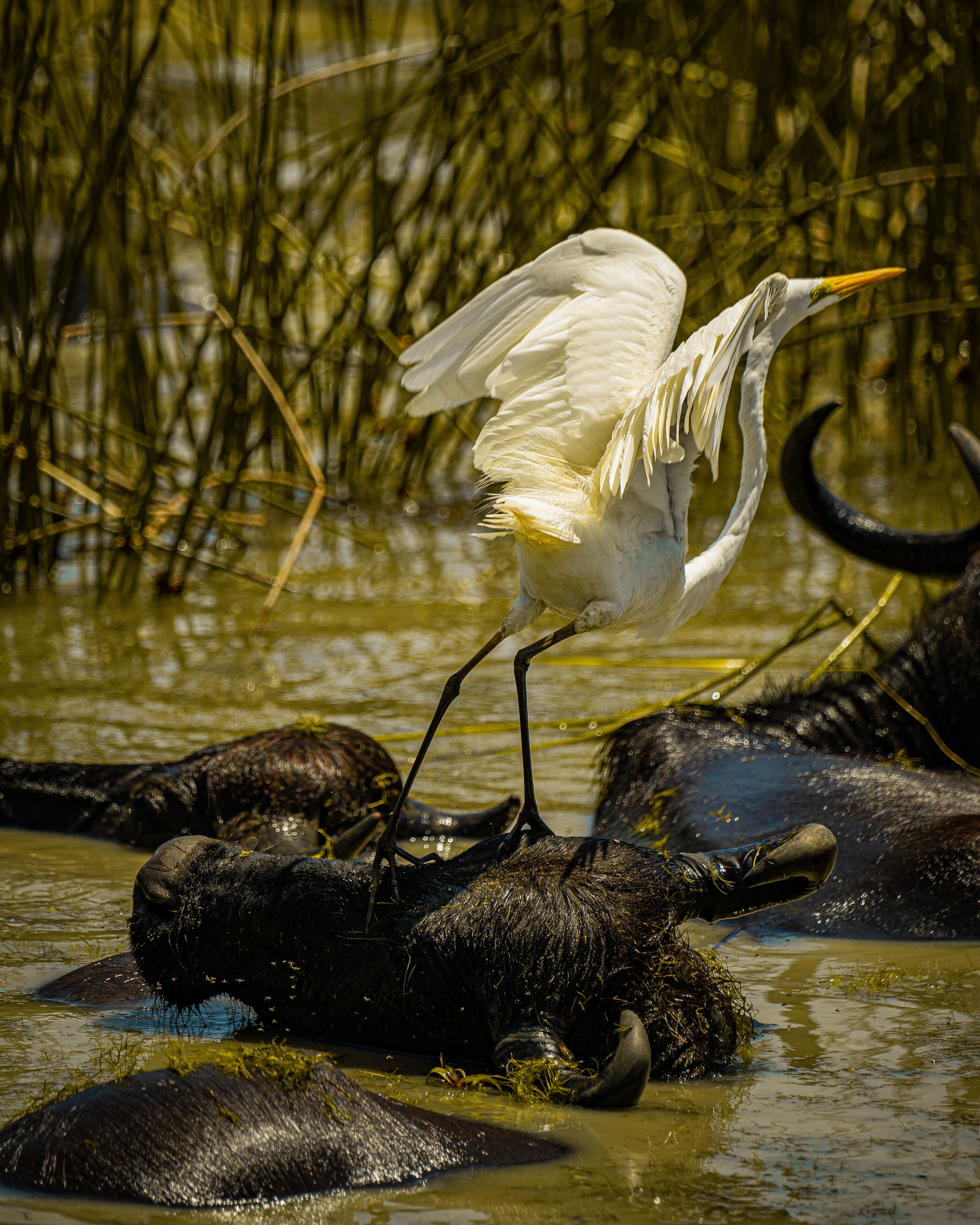 Leopard Reach Yala By Seven Angels