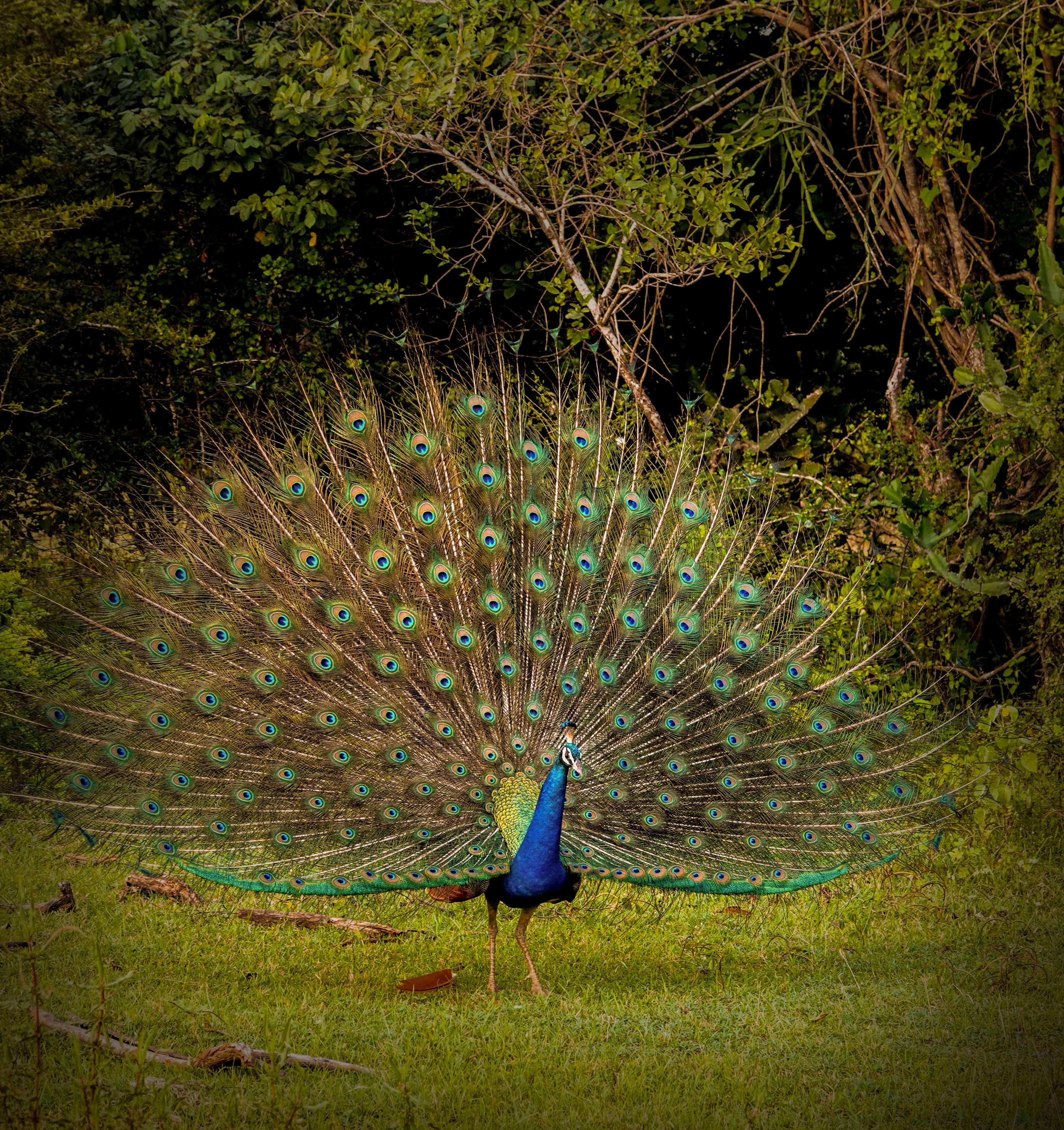 Leopard Reach Yala By Seven Angels