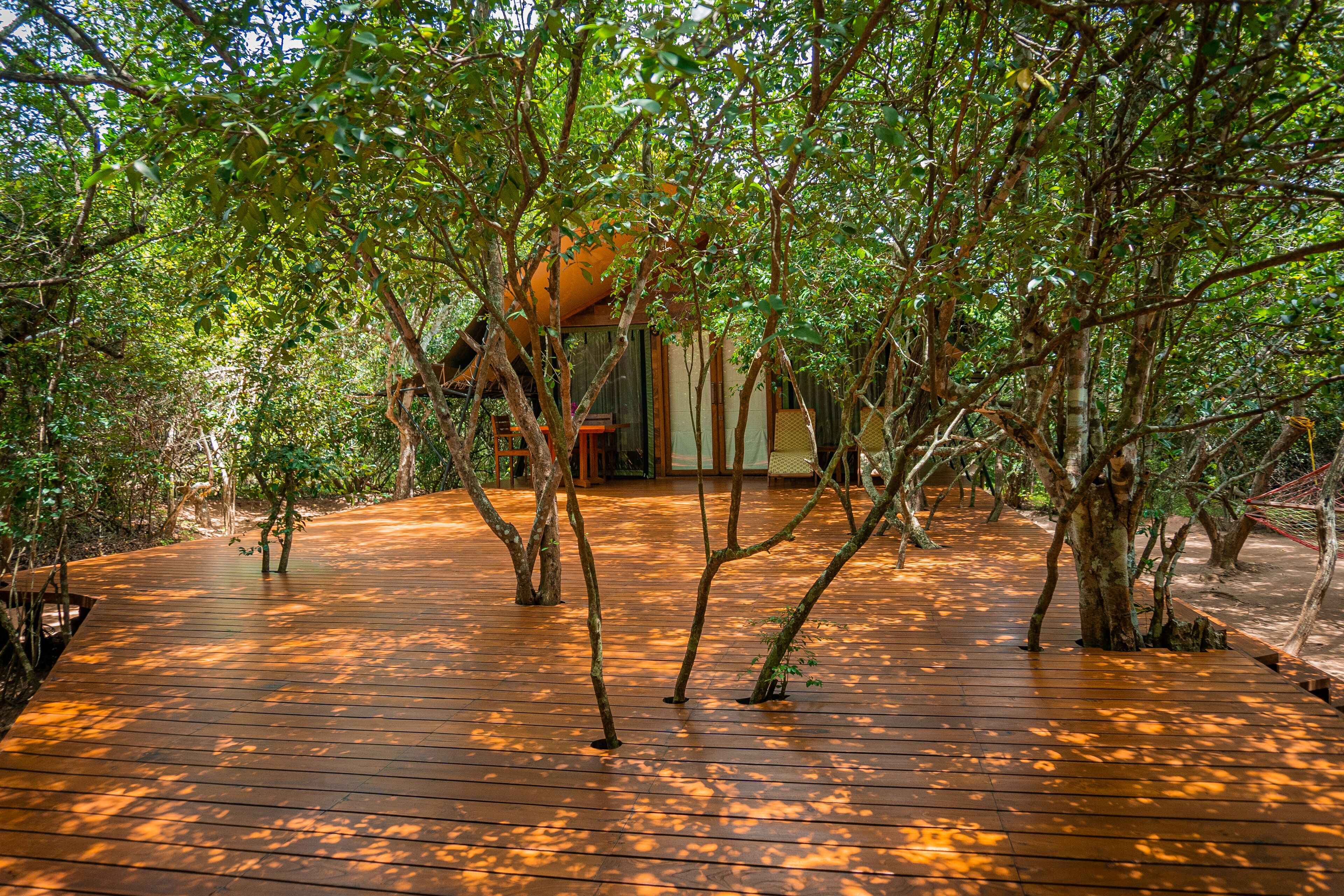 Leopard Reach Yala By Seven Angels