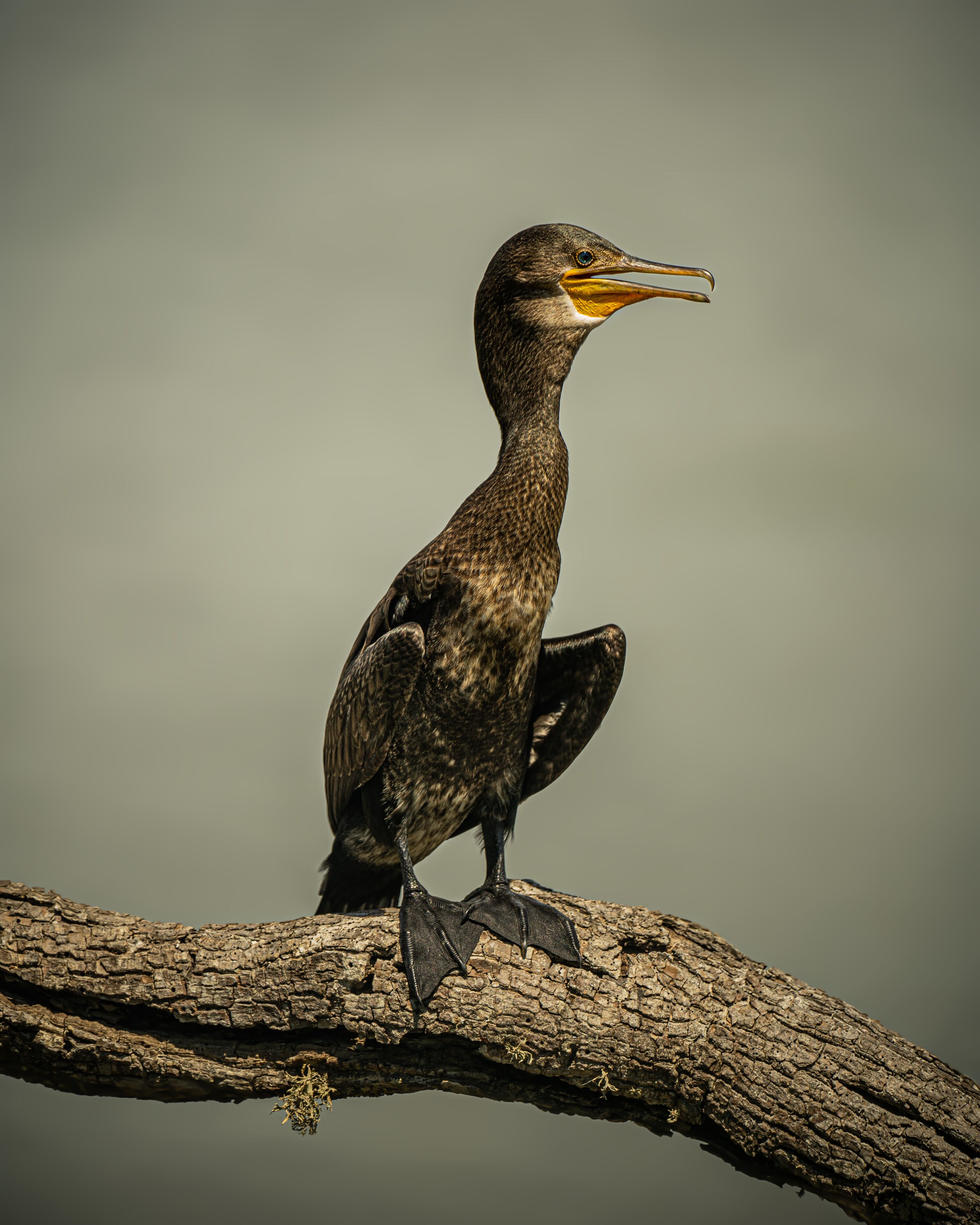 Leopard Reach Yala By Seven Angels