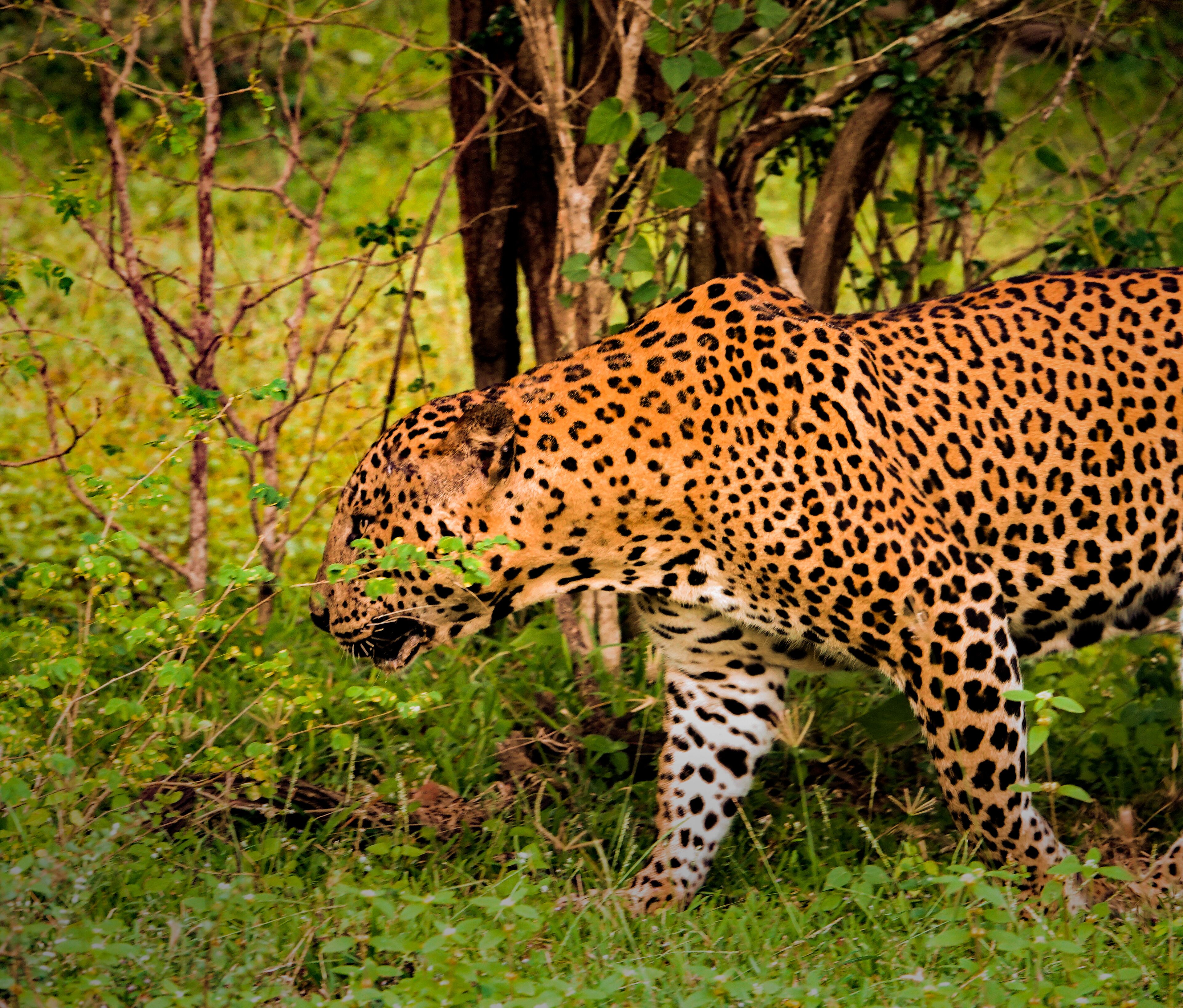 Leopard Reach Yala By Seven Angels