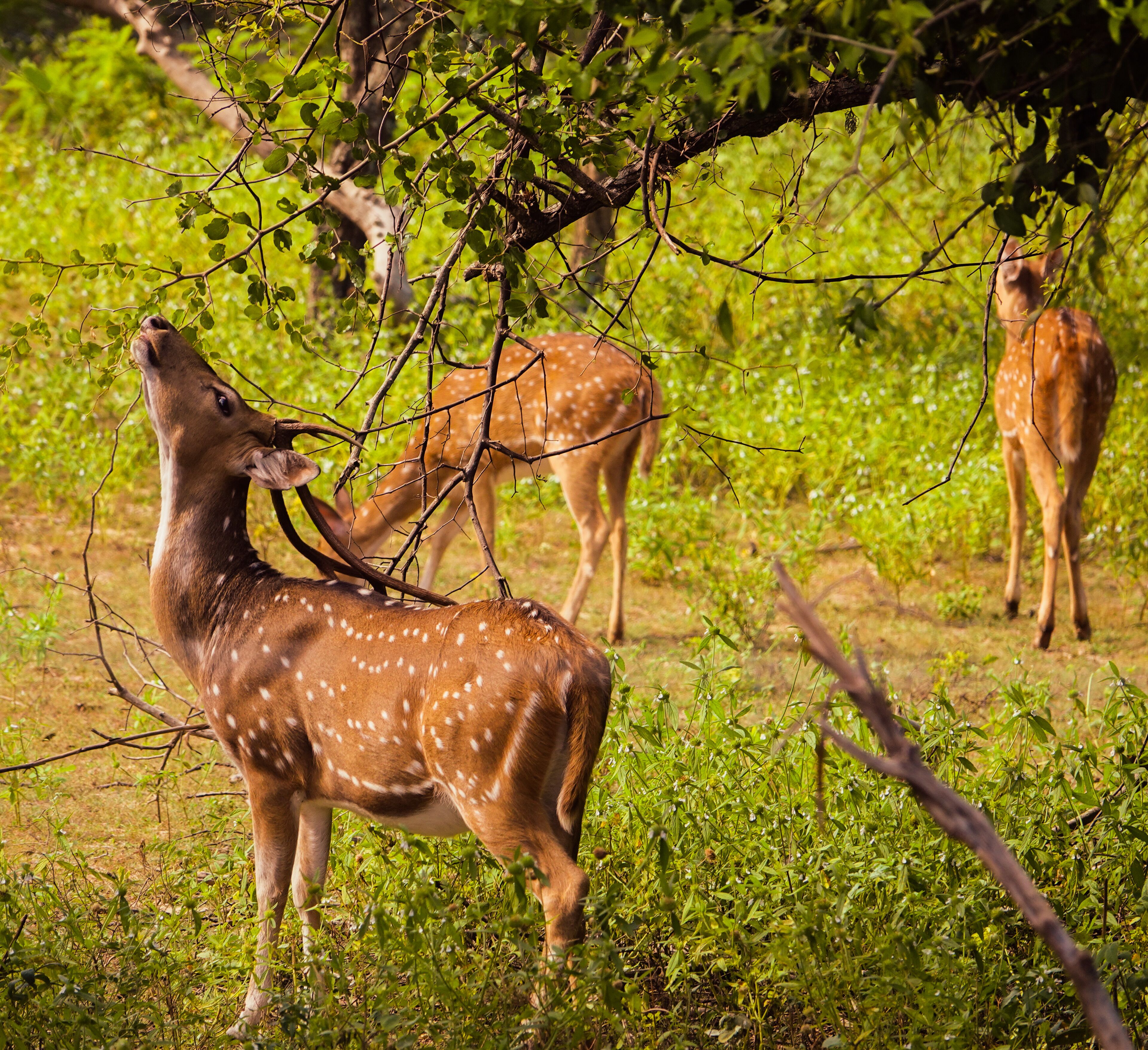 Leopard Reach Yala By Seven Angels