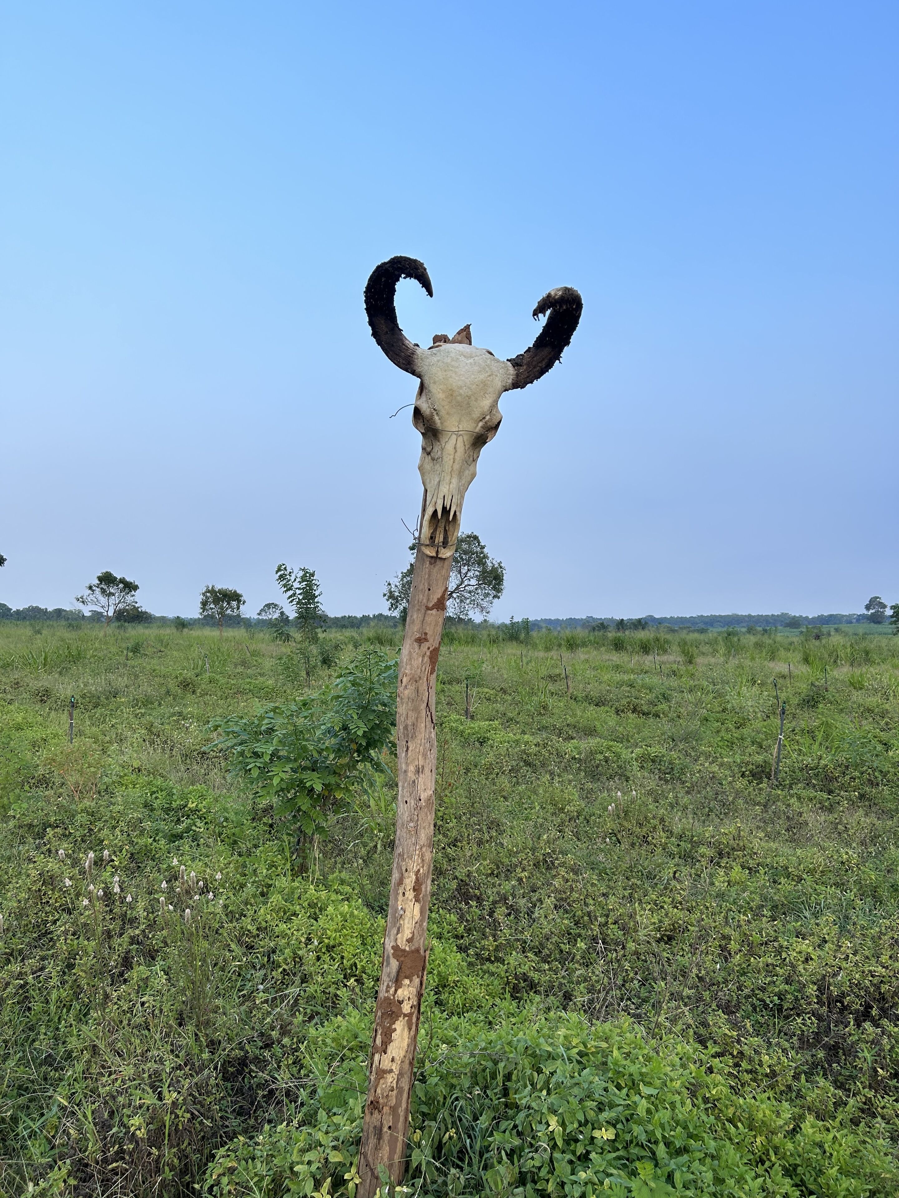 Amba Kola