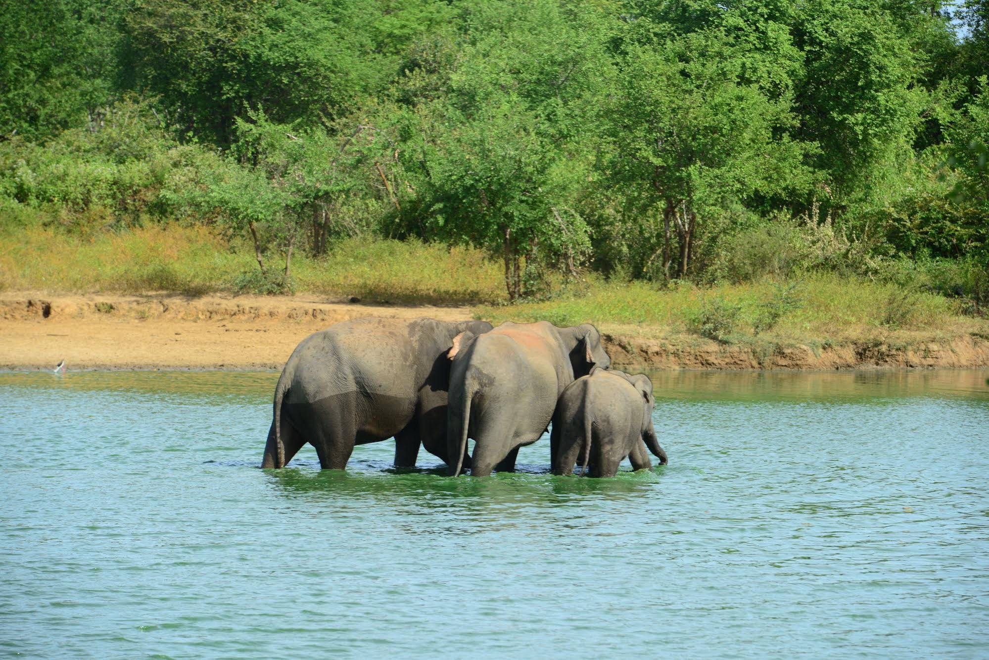 Nil Diya Mankada Safari Lodge