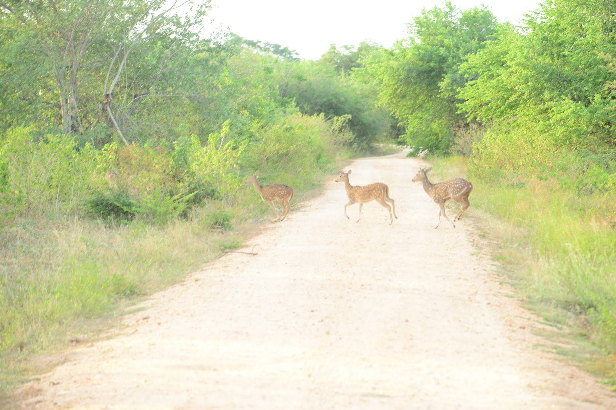 Nil Diya Mankada Safari Lodge