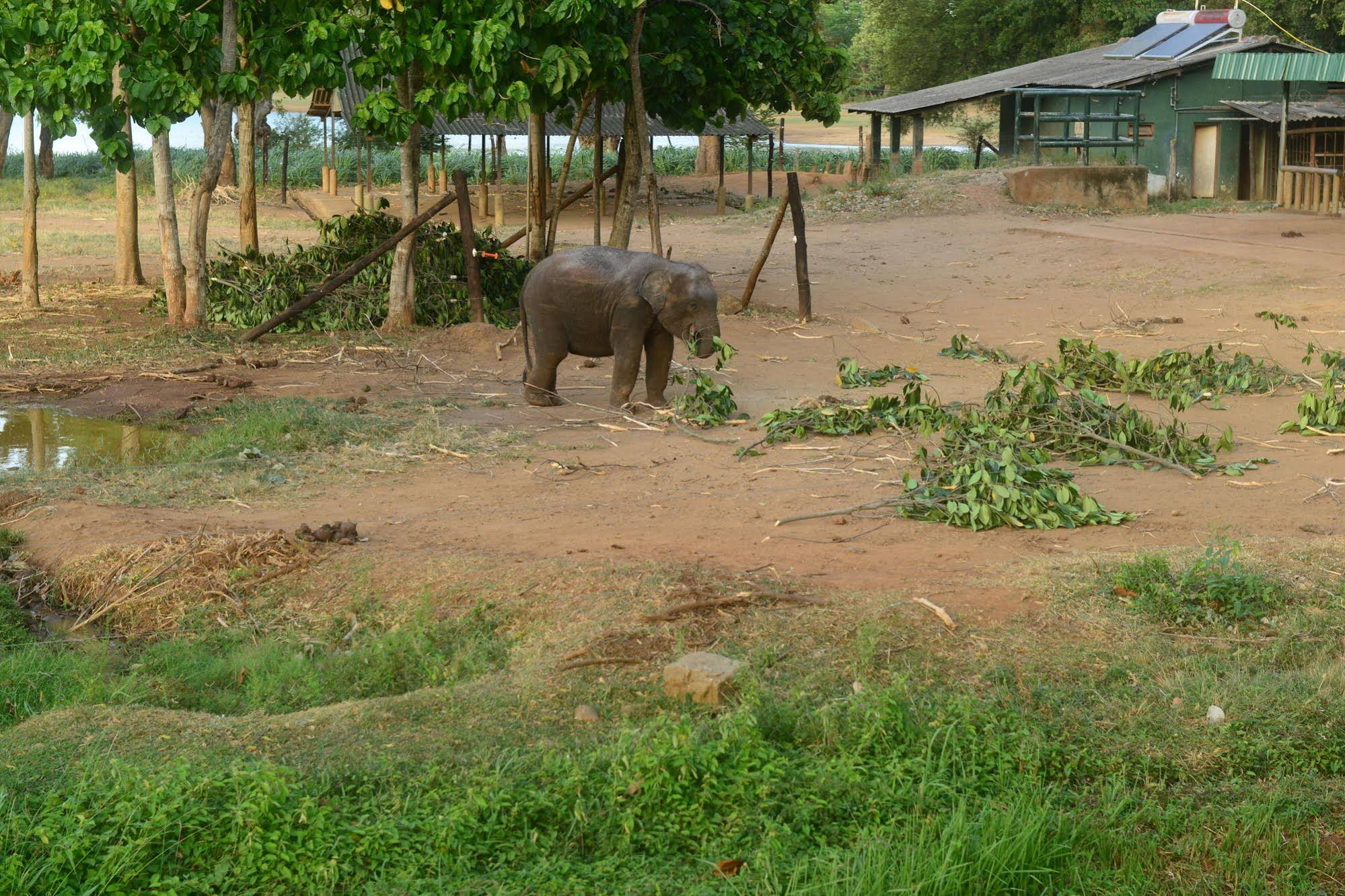 Nil Diya Mankada Safari Lodge