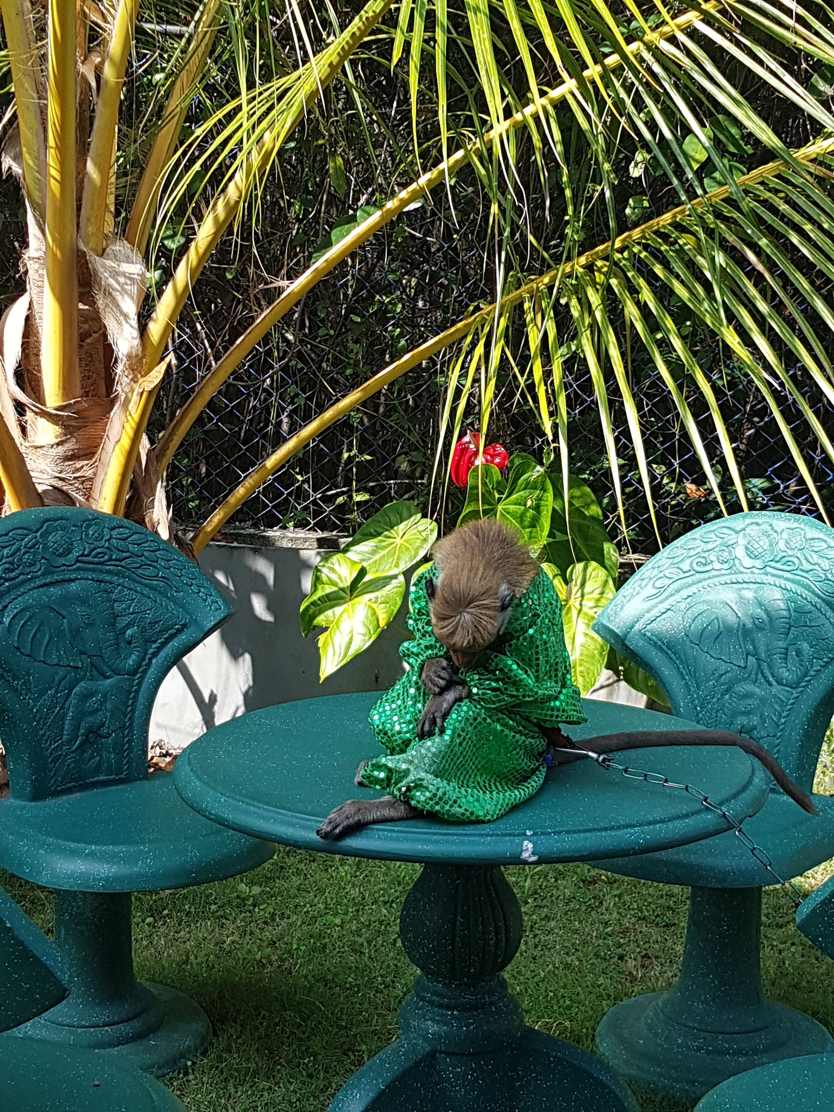 Dhammika Magic Palace