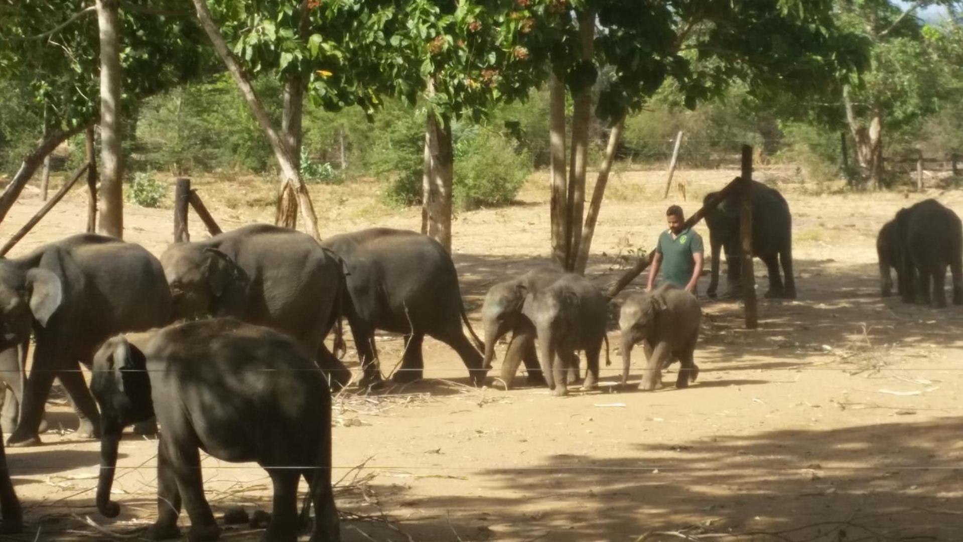 Dhammika Magic Palace