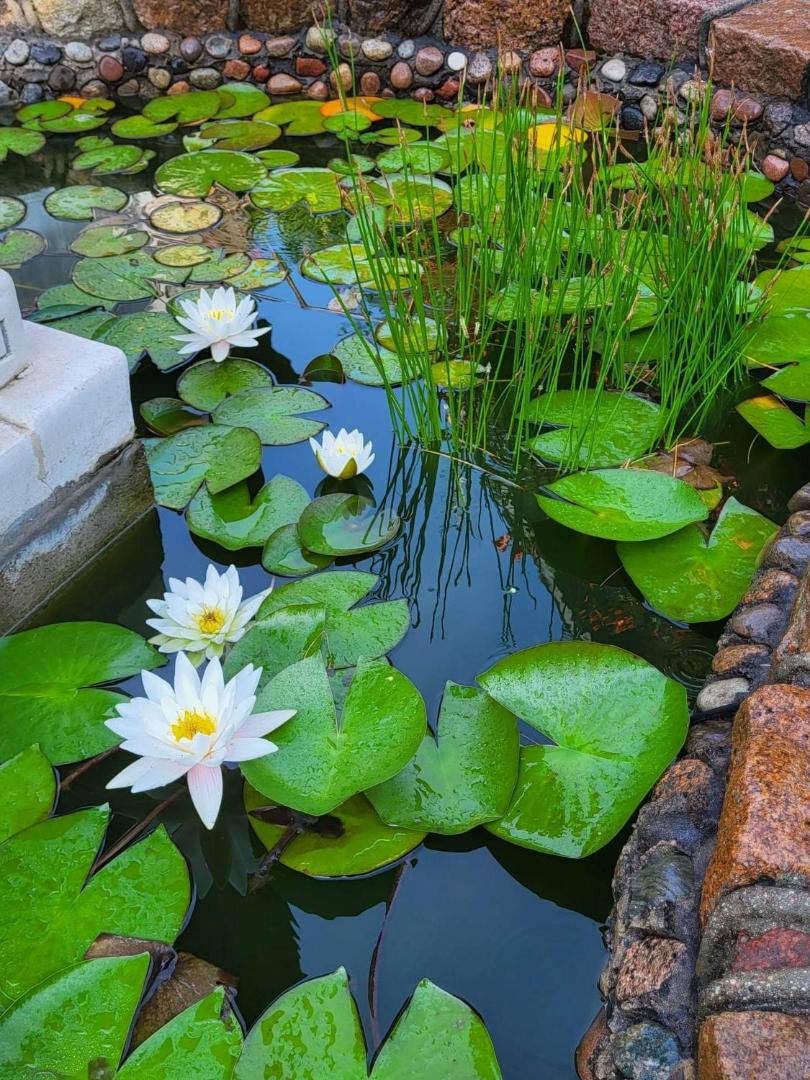 Vila Florena Garden