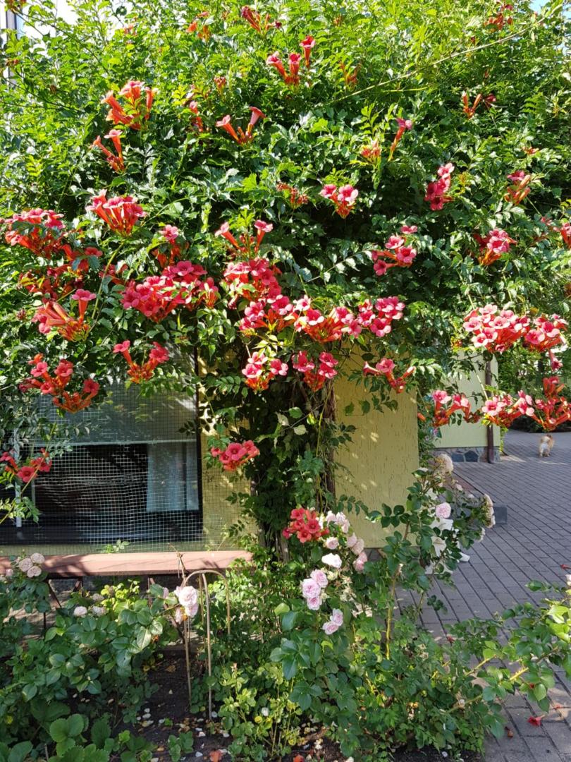 Vila Florena Garden