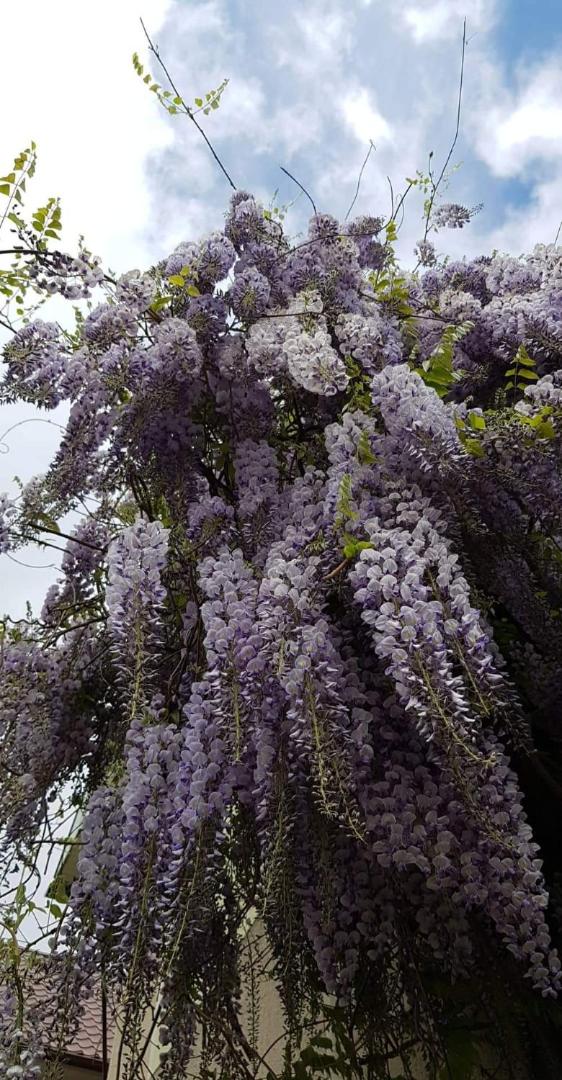 Vila Florena Garden