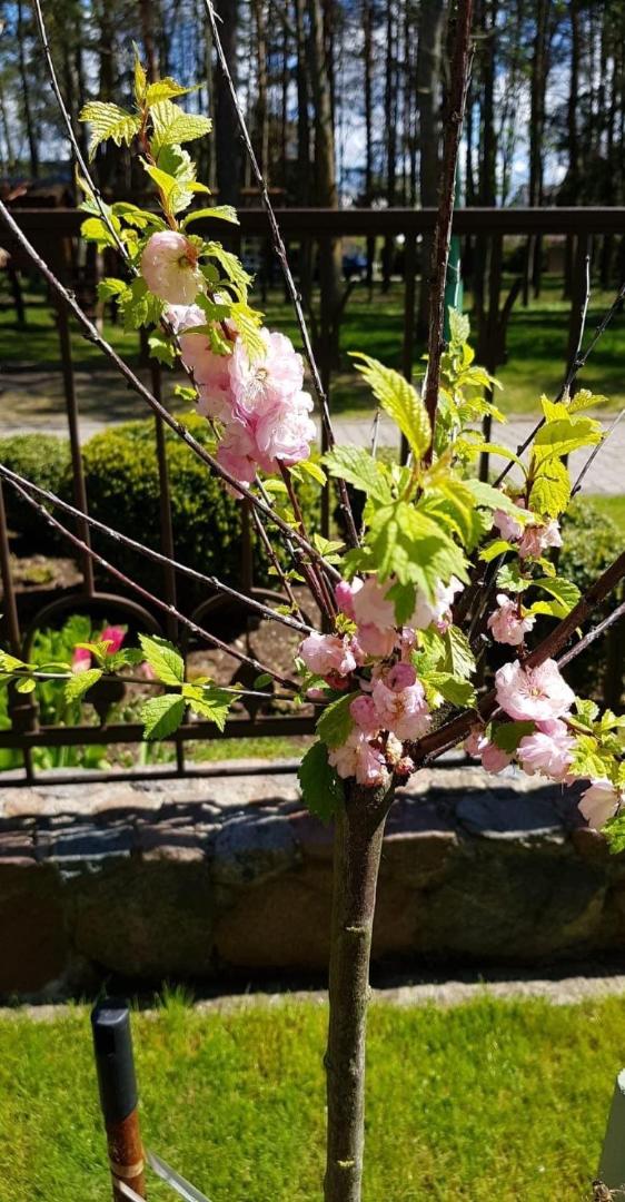 Vila Florena Garden